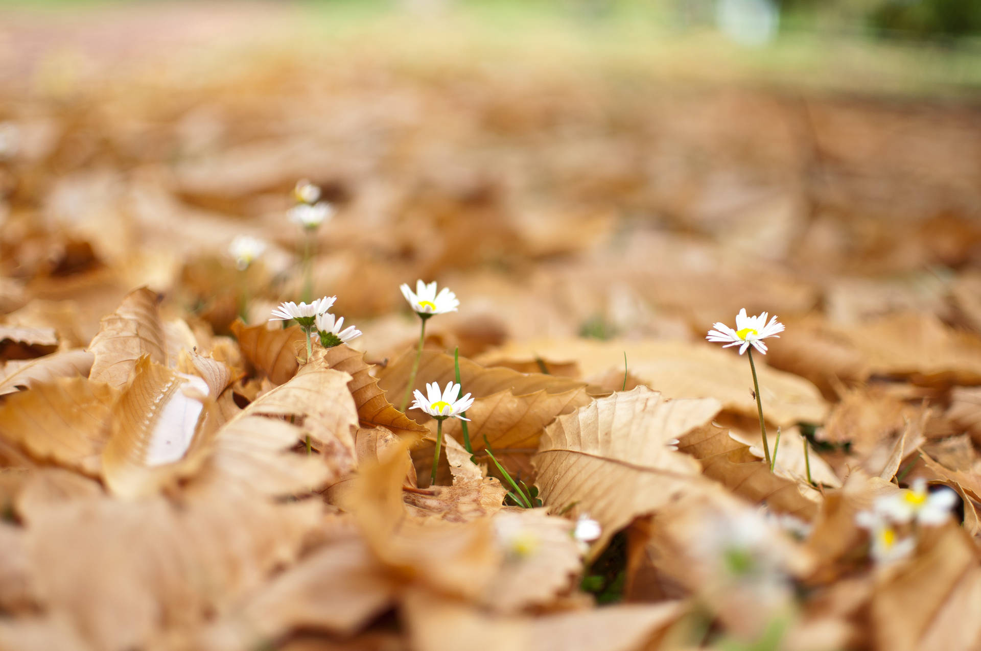 Daisy Flower In Autumn