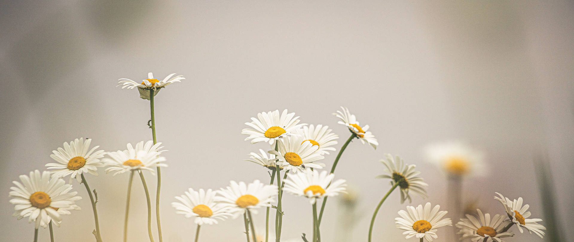 Daisy Flowers In Faint Filter 4k Background