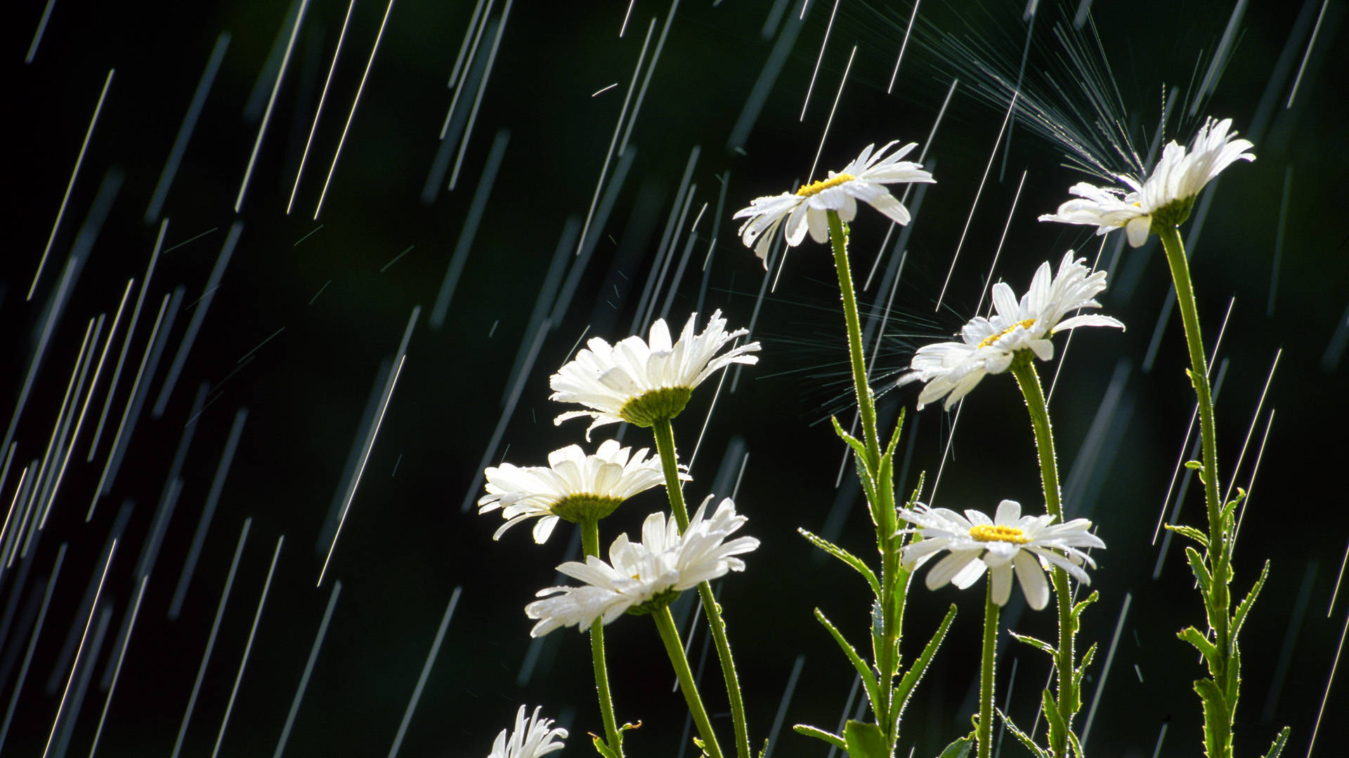Daisy Flowers In The Rain Background