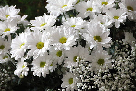 Daisy Flowers Inflorescence 4k