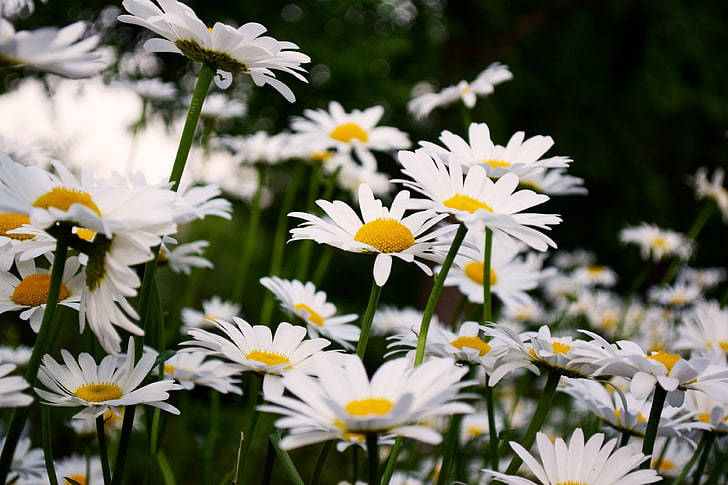 Daisy Flowers On Field 4k Background