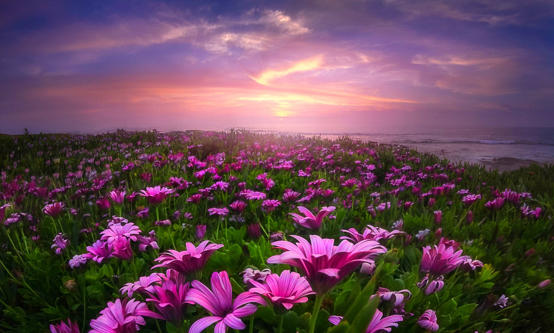 Daisy Garden With Purple Sunset Background
