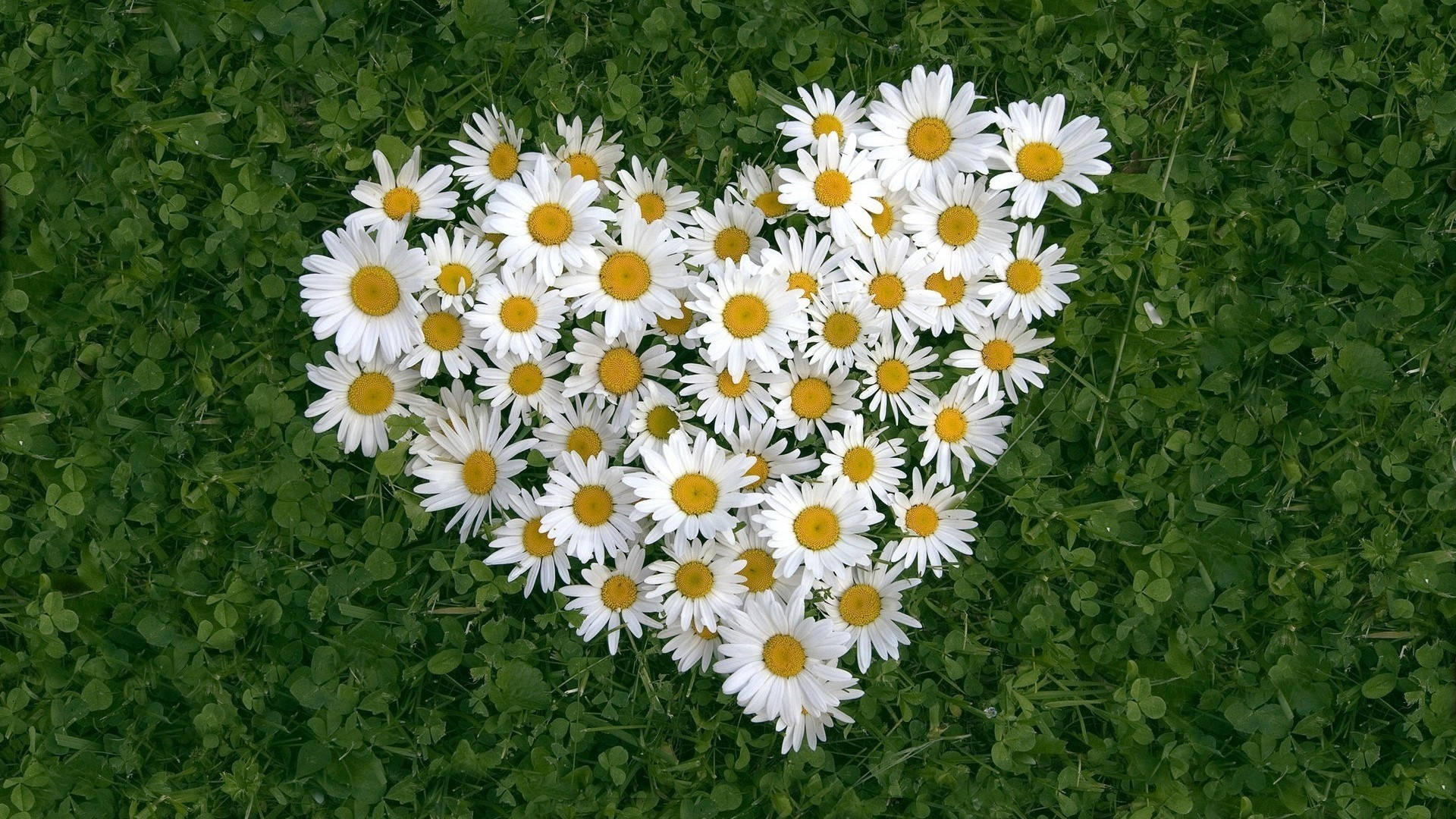 Daisy In Heart Shape