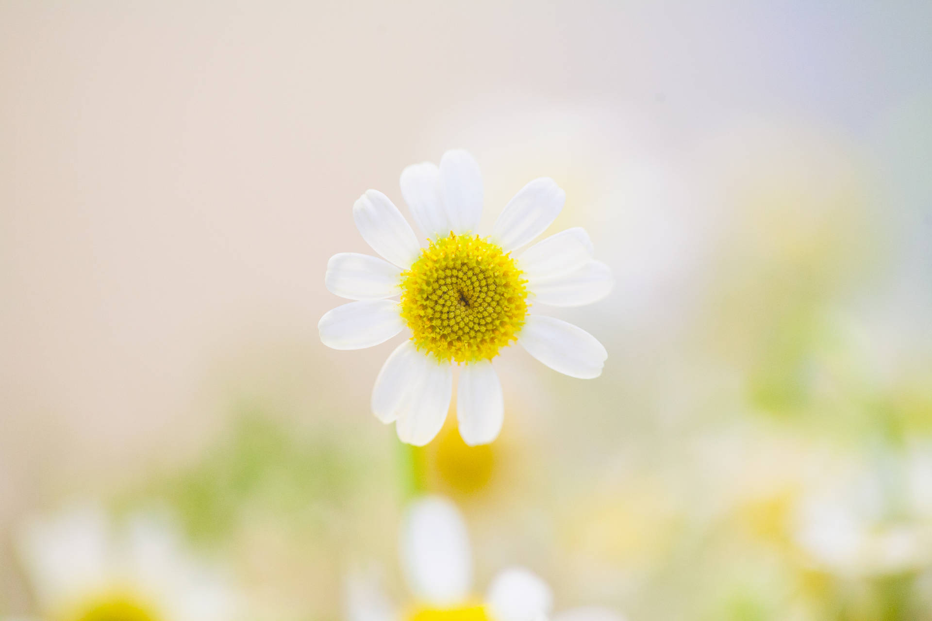 Daisy In Nature Blurred Background Background