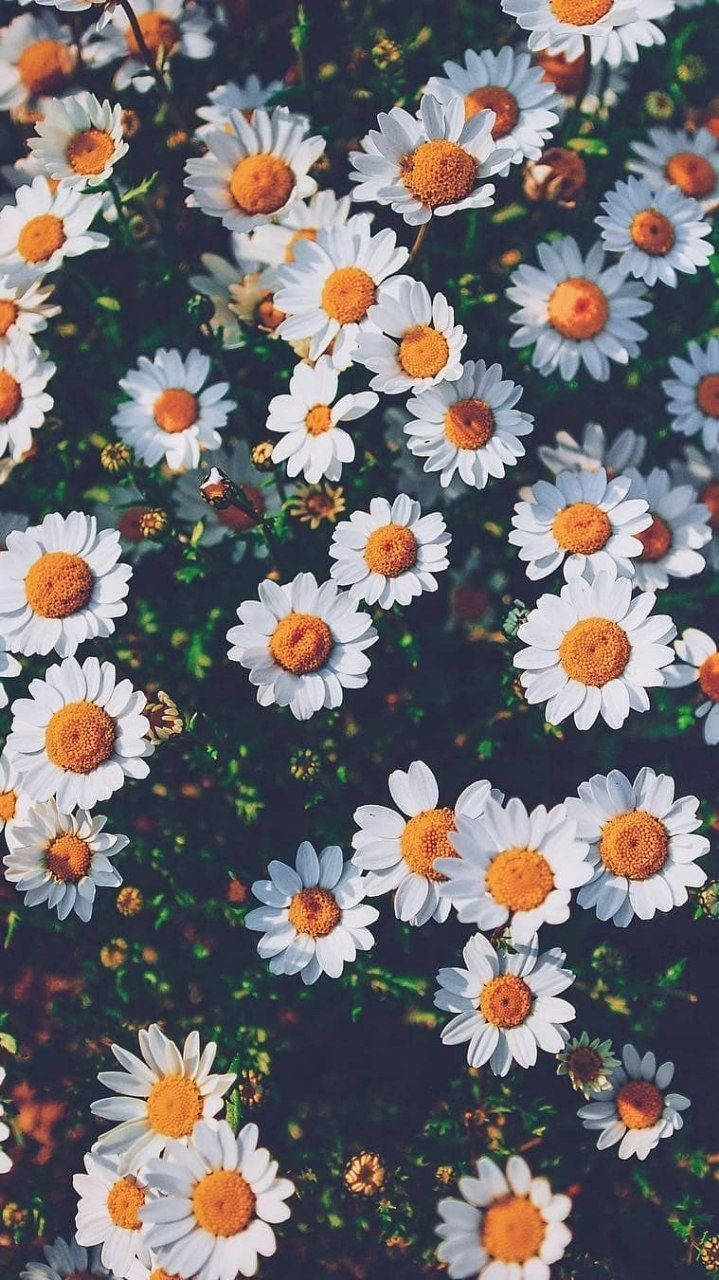 Daisy Iphone Garden In Full Bloom Background