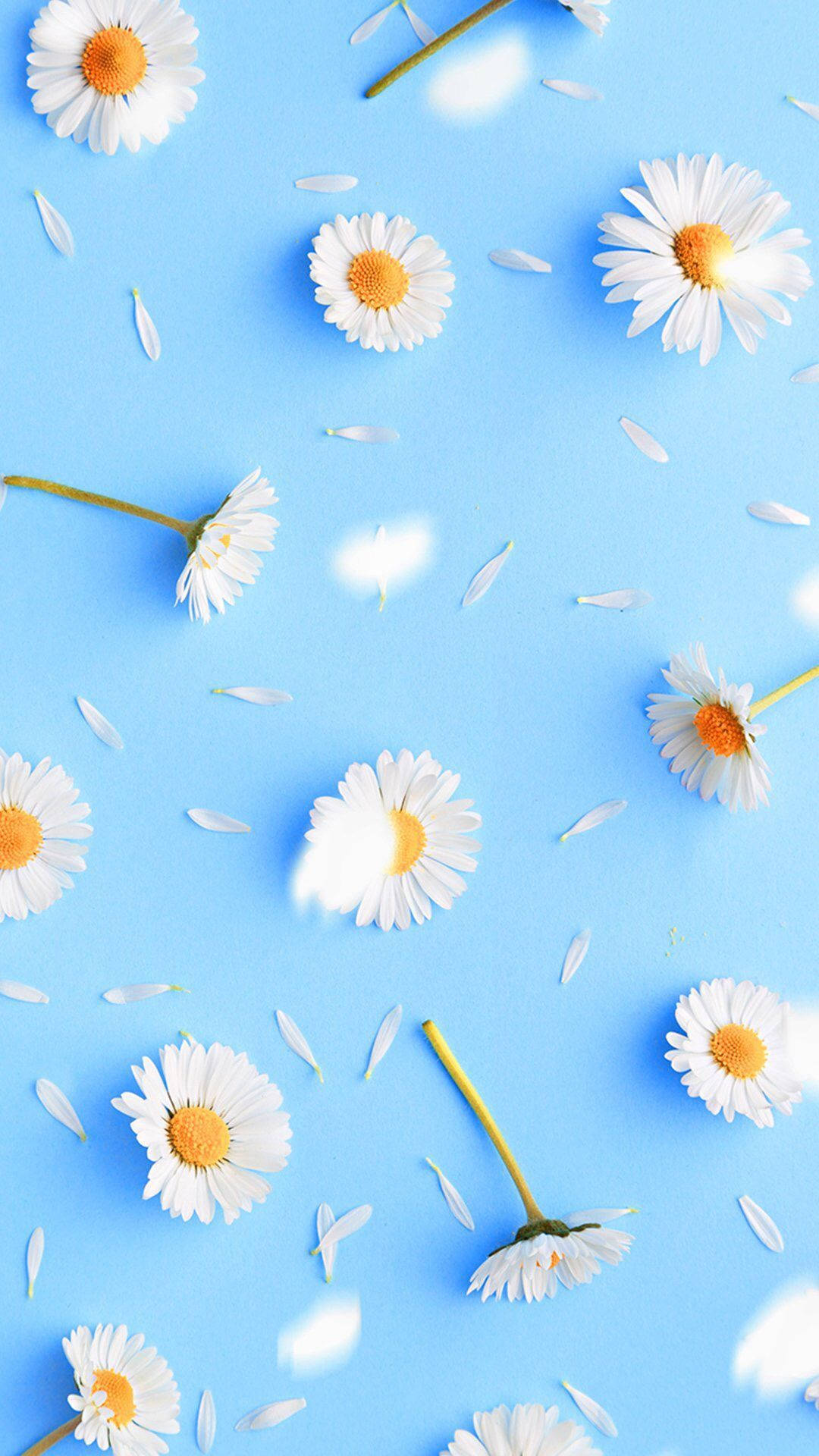 Daisy Iphone On Pastel Blue Surface Background