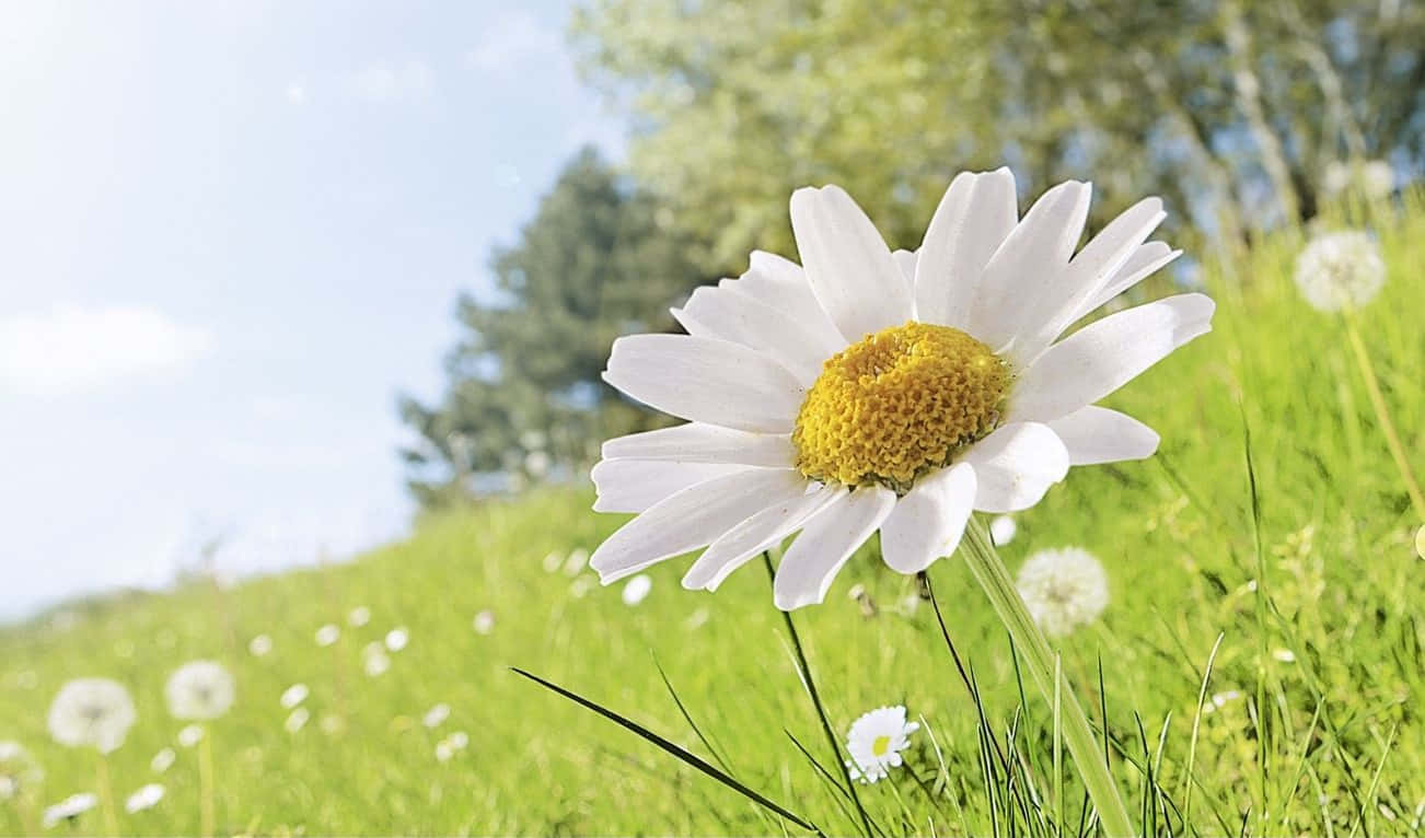 Daisy Laptop Is Perfect For Power-users Who Demand Portability. Background