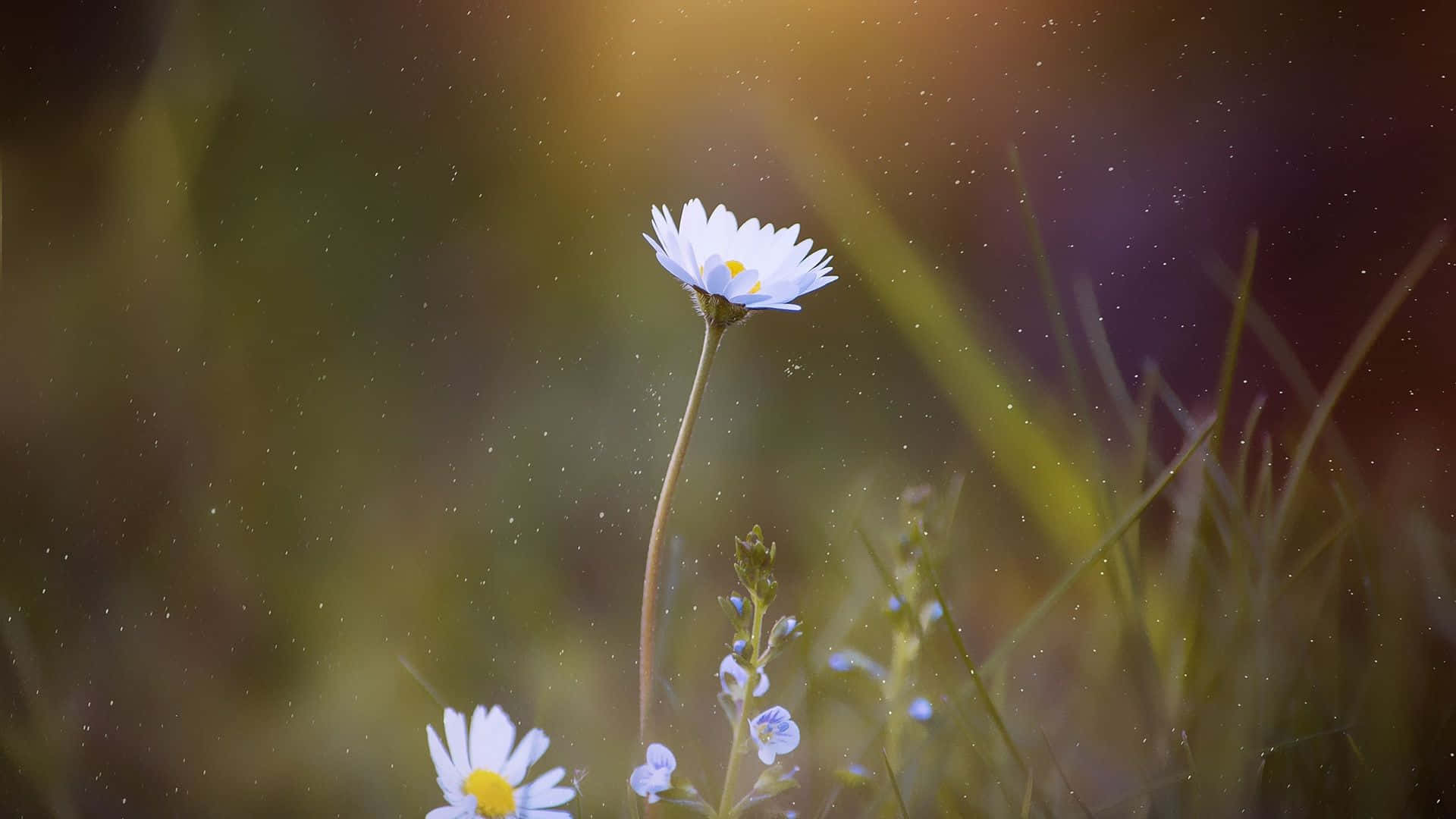 Daisy Laptop - Smooth, Easy, Perfect Background