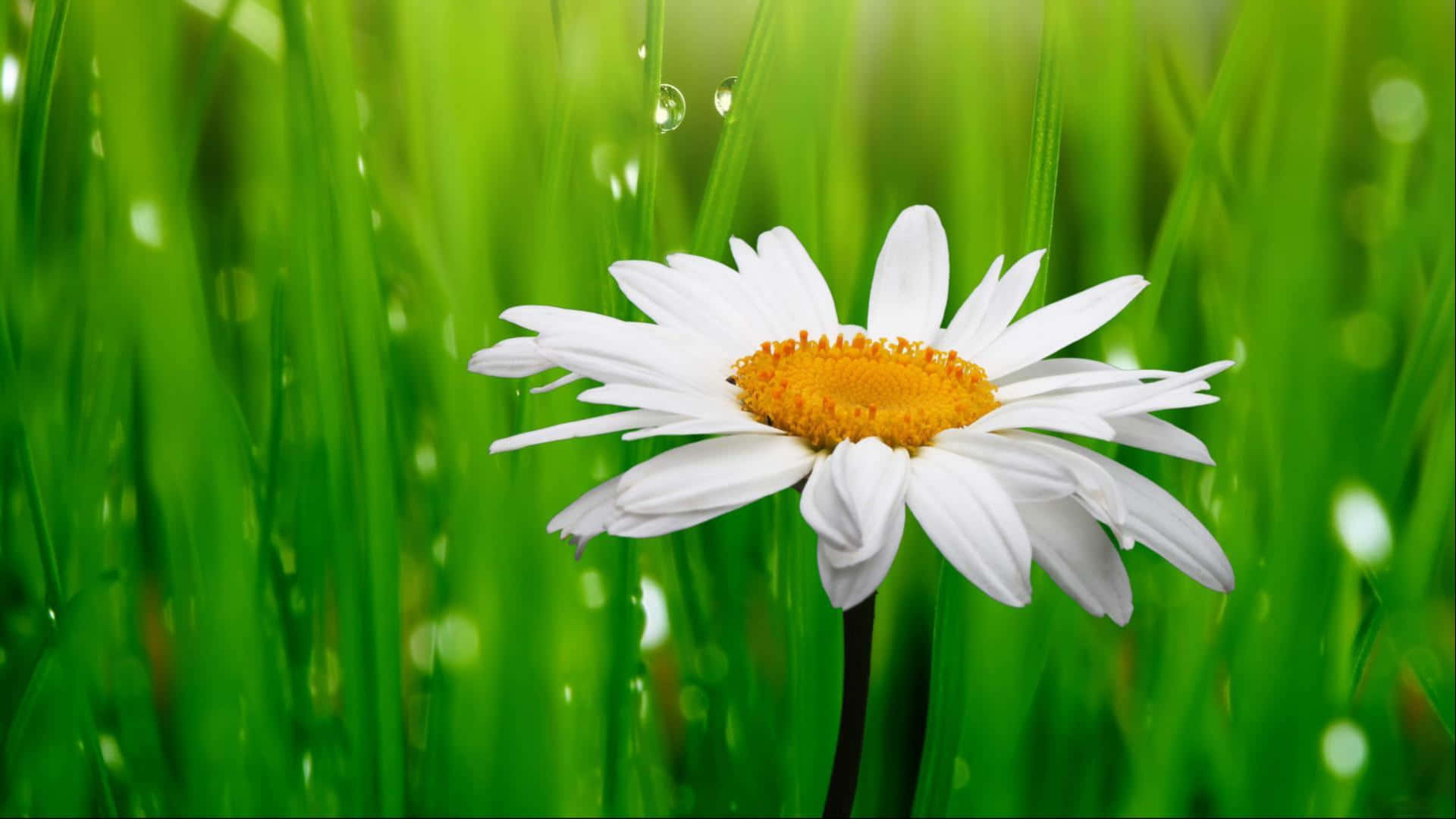 Daisy Laptop –the High-speed Chromebook™ Built With Latest Technologies Background