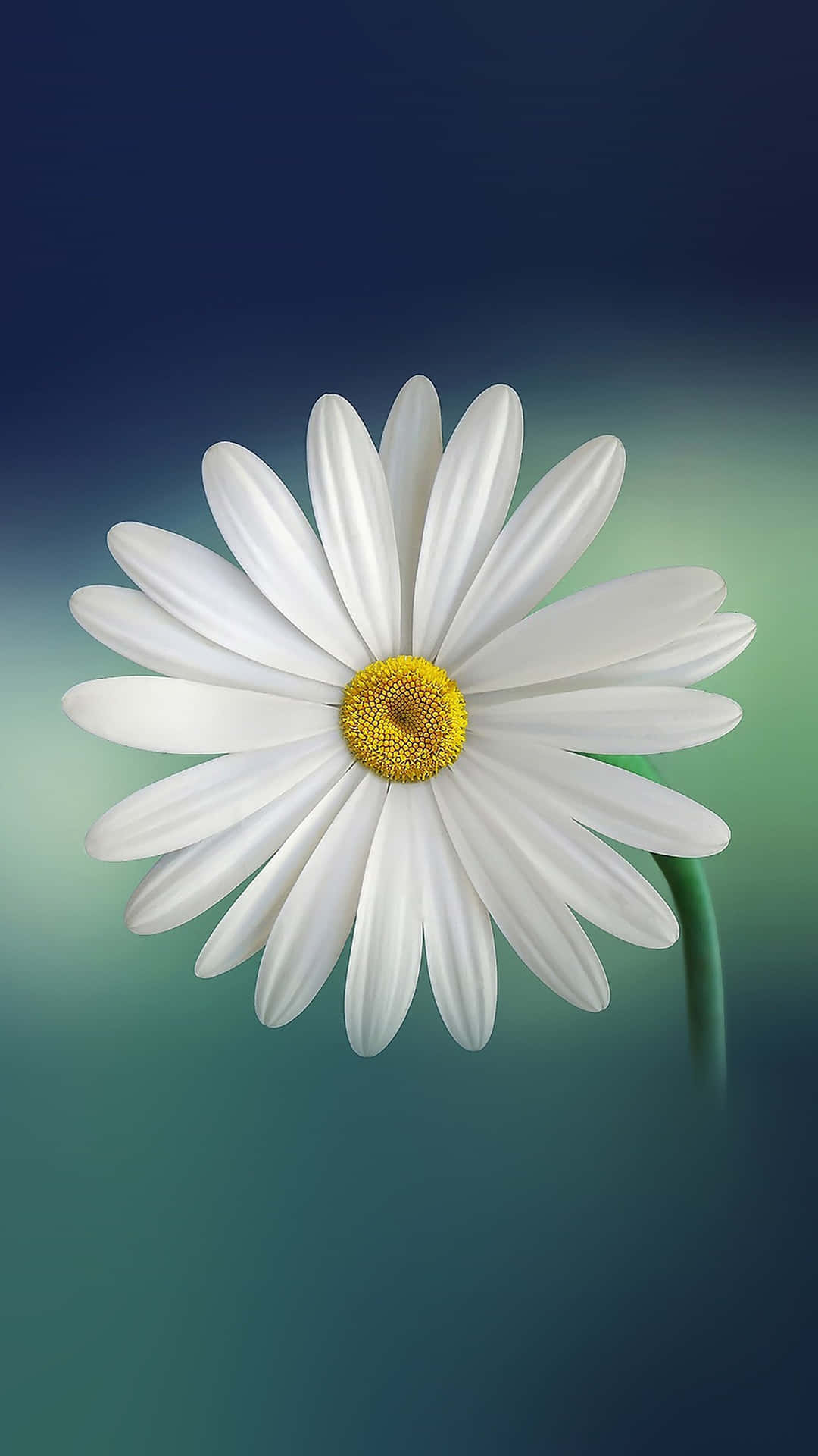 Daisy Macro Shot Nature Android Hd Background