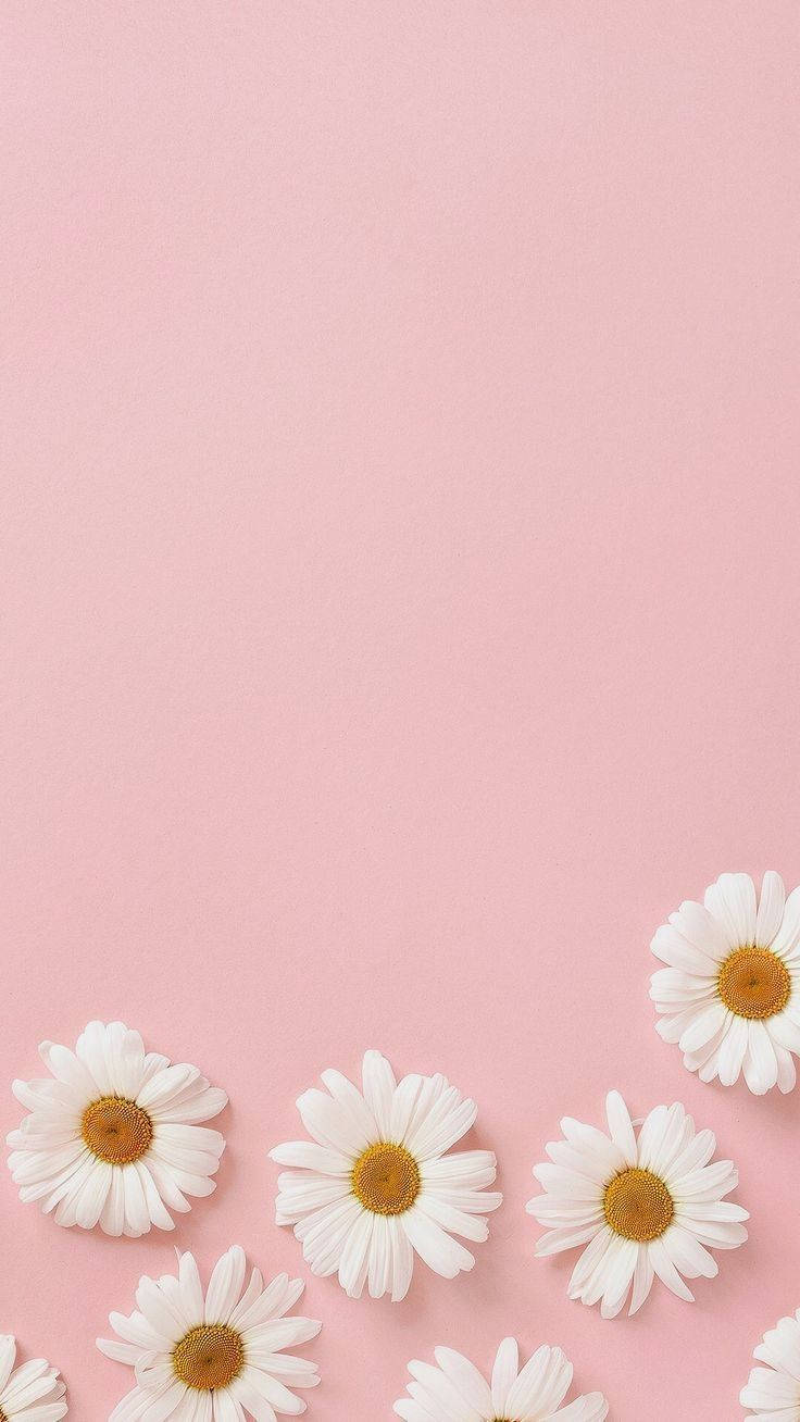 Daisy Plain Pink Background