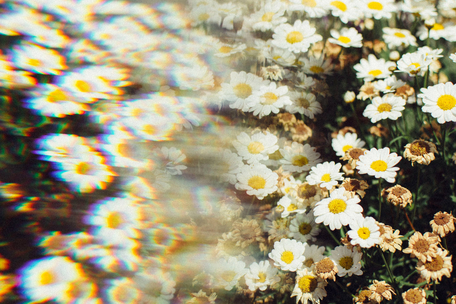 Daisy Prism Photography Background