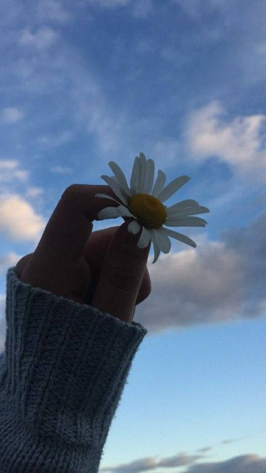 Daisy Under Cloudy Sky Pfp Aesthetic Background