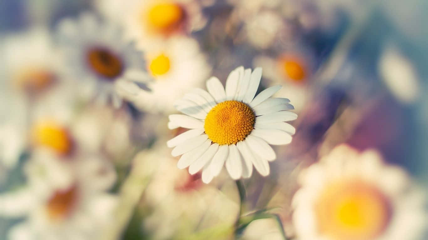 Daisy Wallpapers - Daisy Wallpapers Background