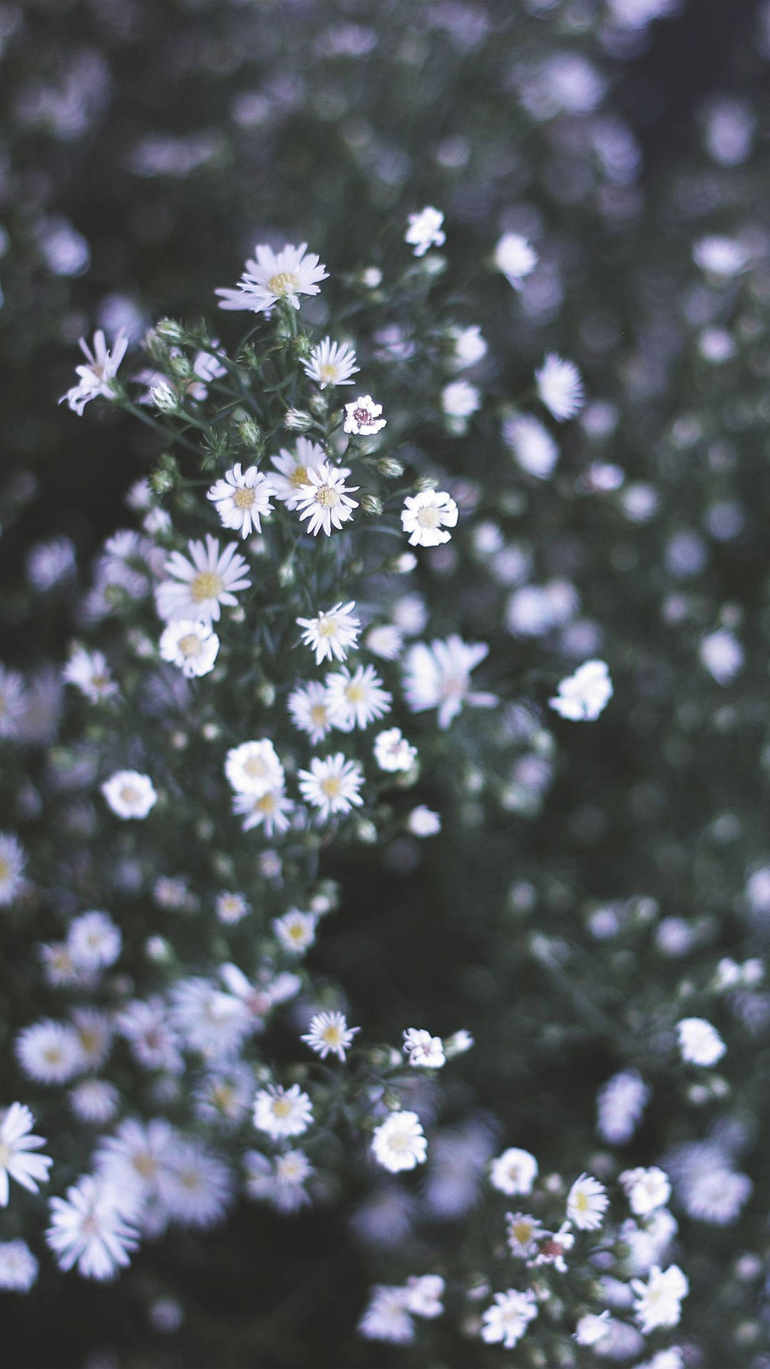 Daisy White Flower Portrait