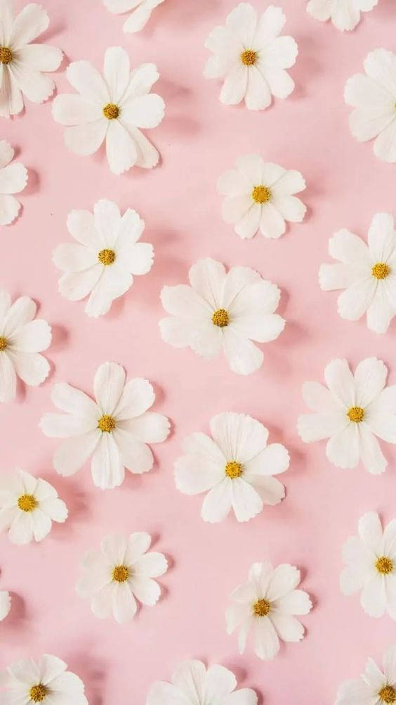 Daisy White Flowers Pink Background