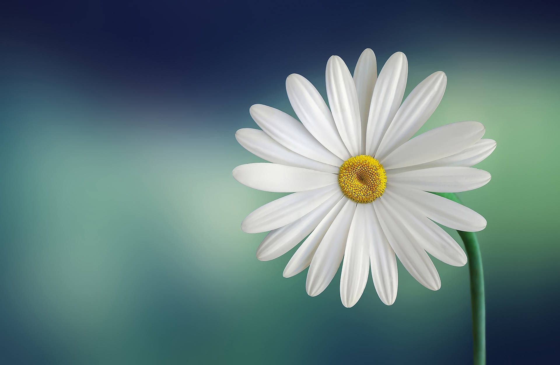 Daisy With Small Disc 4k Background