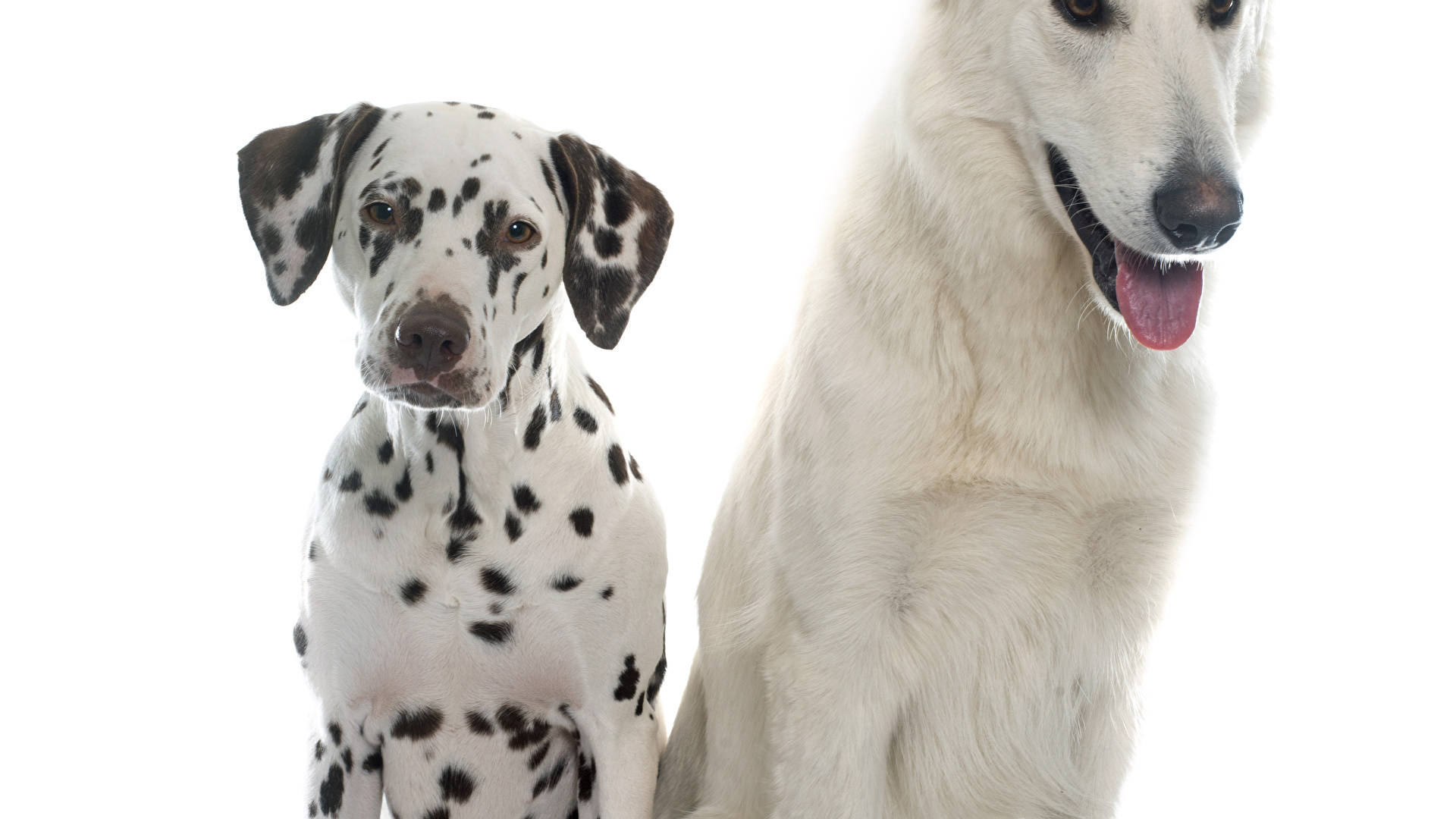 Dalmatian And White Shepherd Dog Background