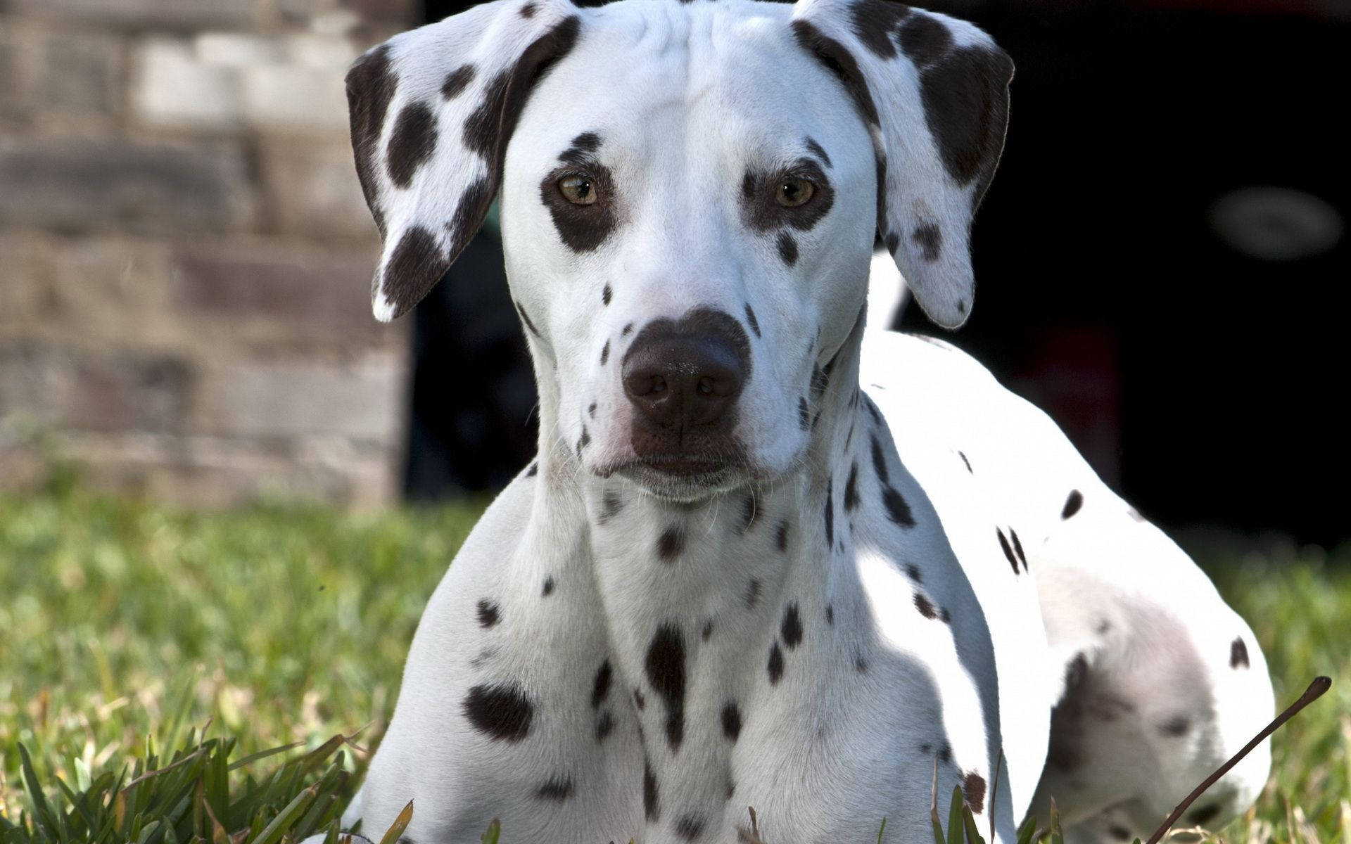 Dalmatian Close-up Photo Background