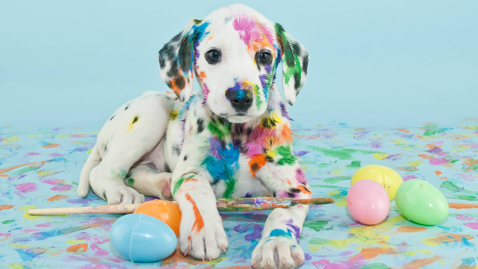 Dalmatian Covered With Paints Background