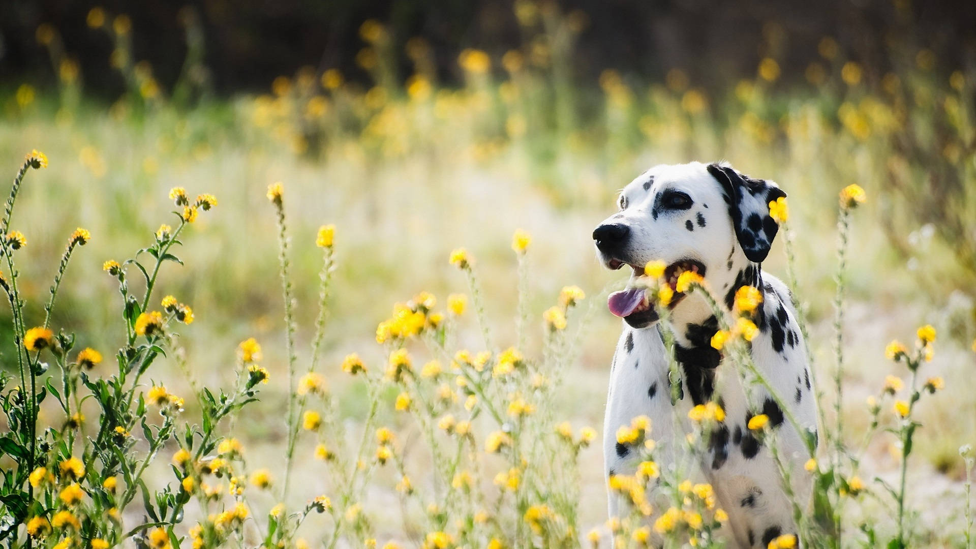 Dalmatian Dog And Wildflowers Background