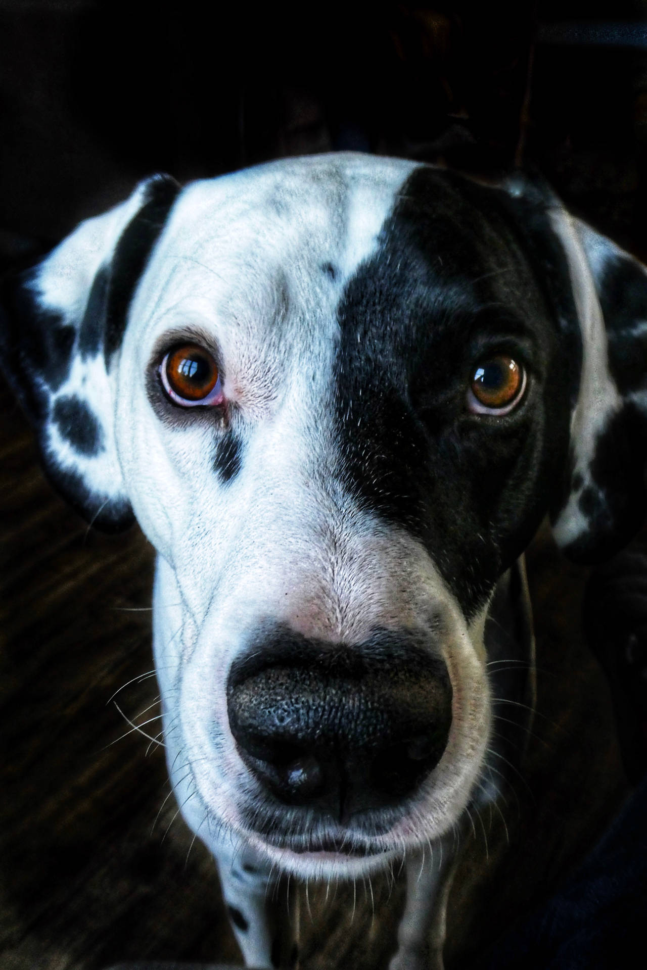 Dalmatian Dog Close-up Background