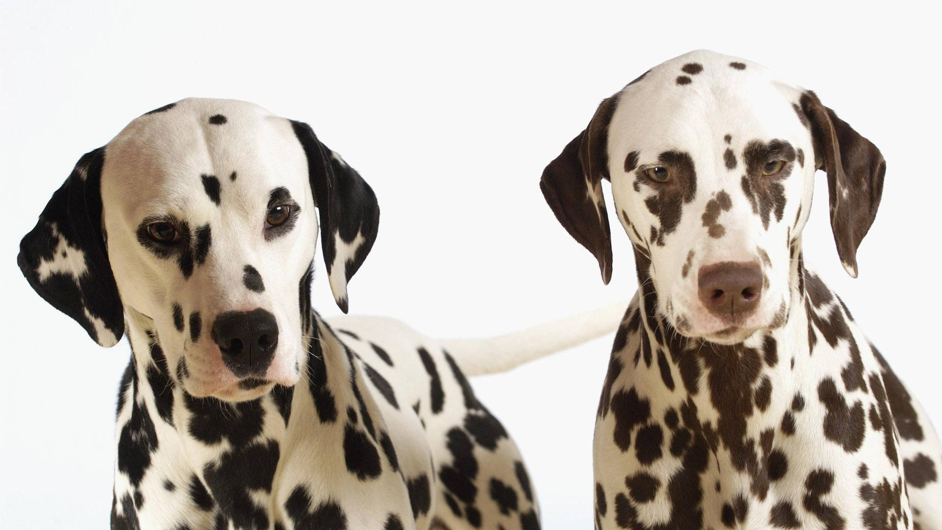 Dalmatian Dog Couple Background