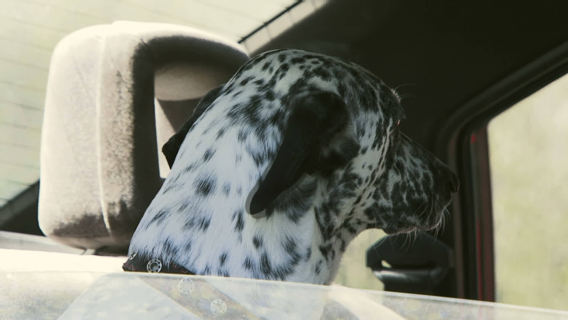 Dalmatian Dog In A Car Background