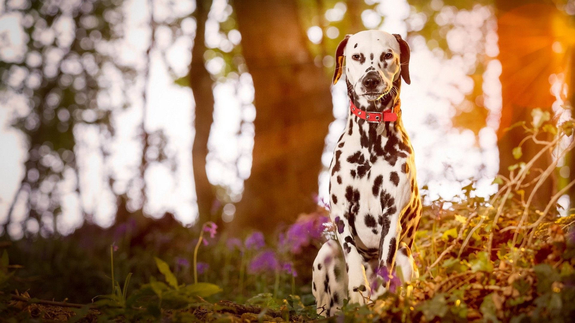 Dalmatian Dog In Magical Forest Background