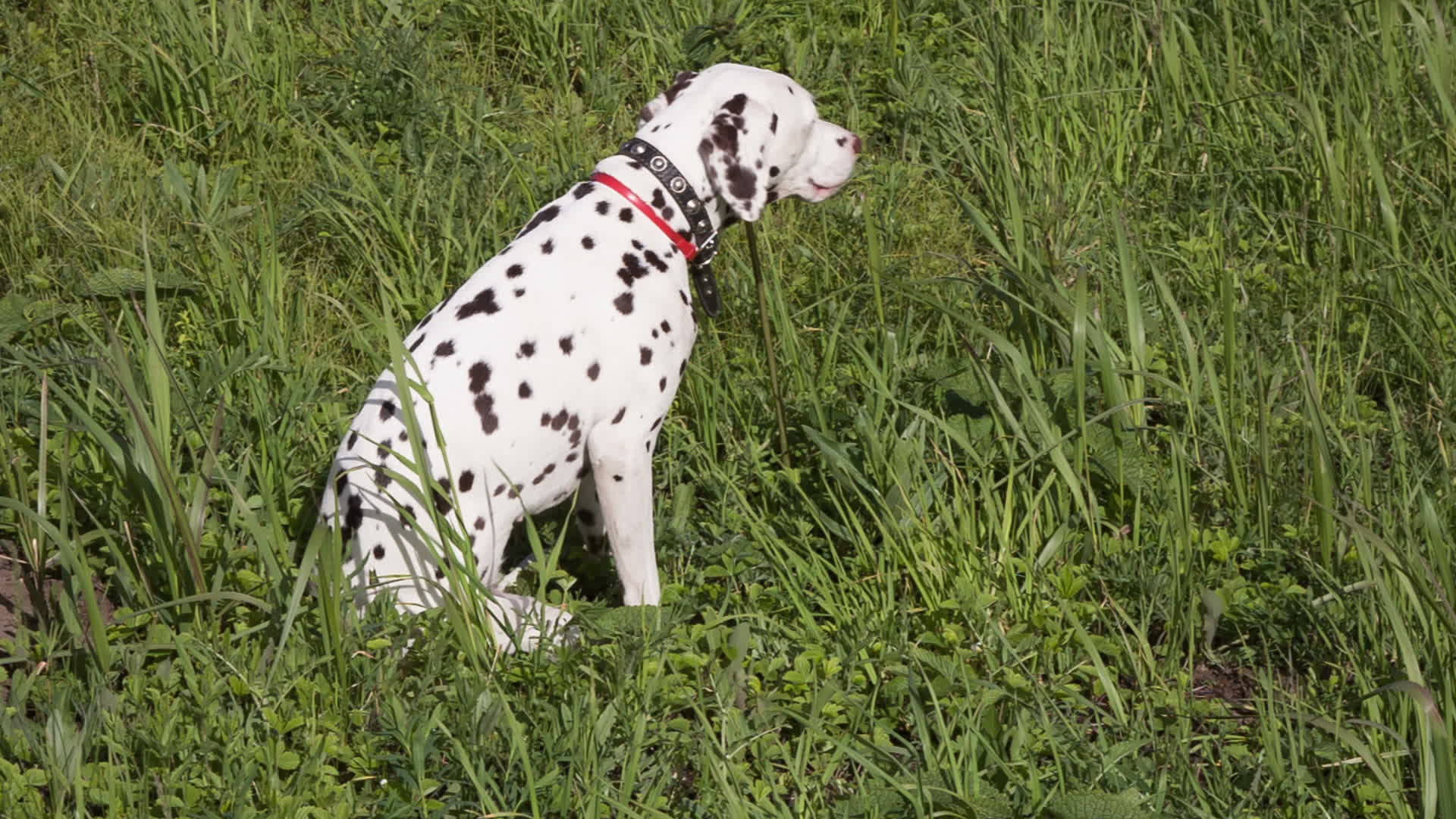 Dalmatian Dog In Martingale Collar Background