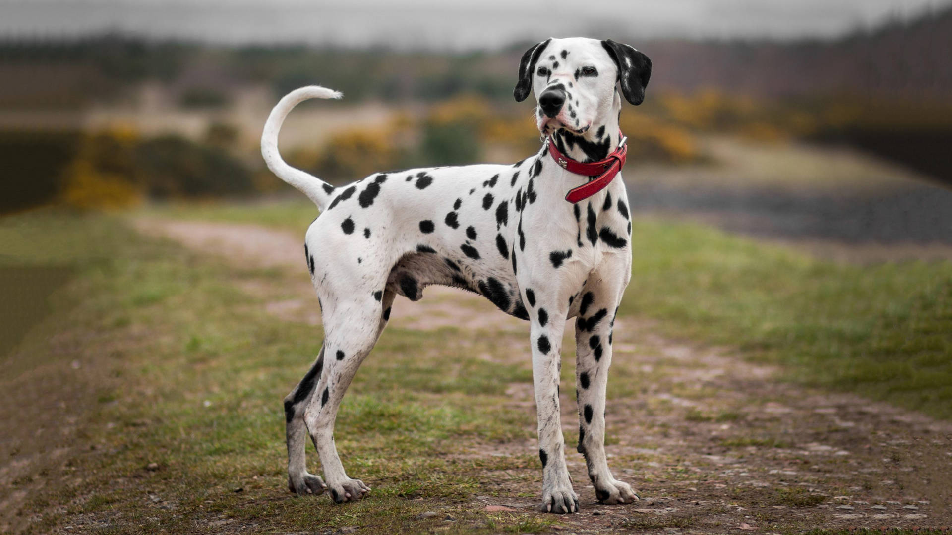 Dalmatian Dog In Red Collar Background