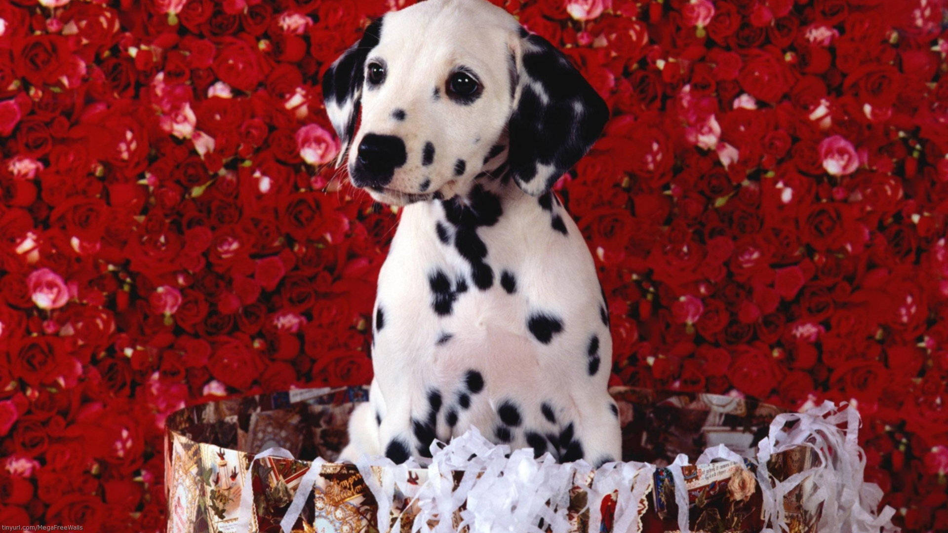 Dalmatian Dog In Rose Backdrop Background