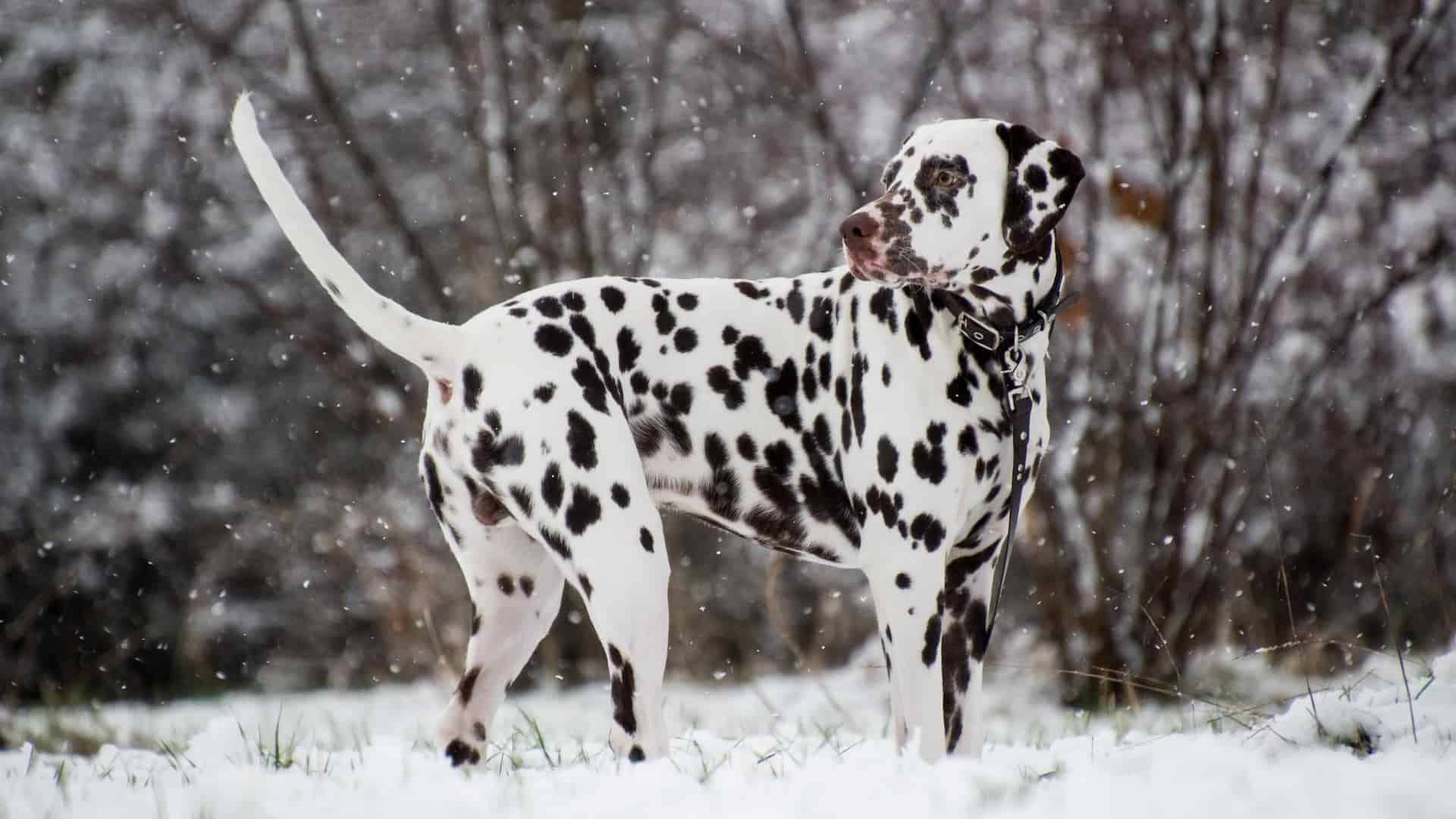 Dalmatian Dog In Winter Background