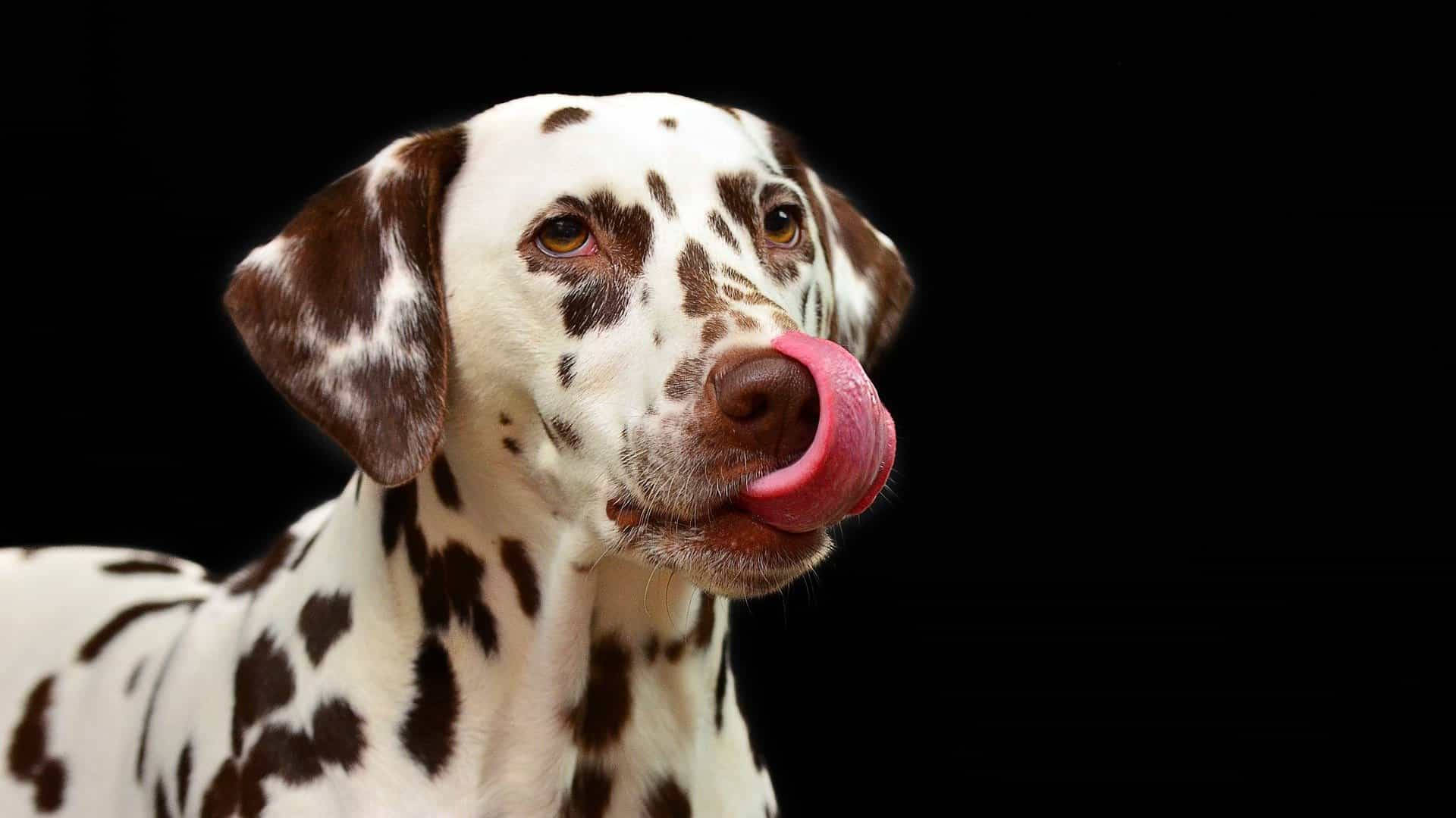 Dalmatian Dog Licking Background