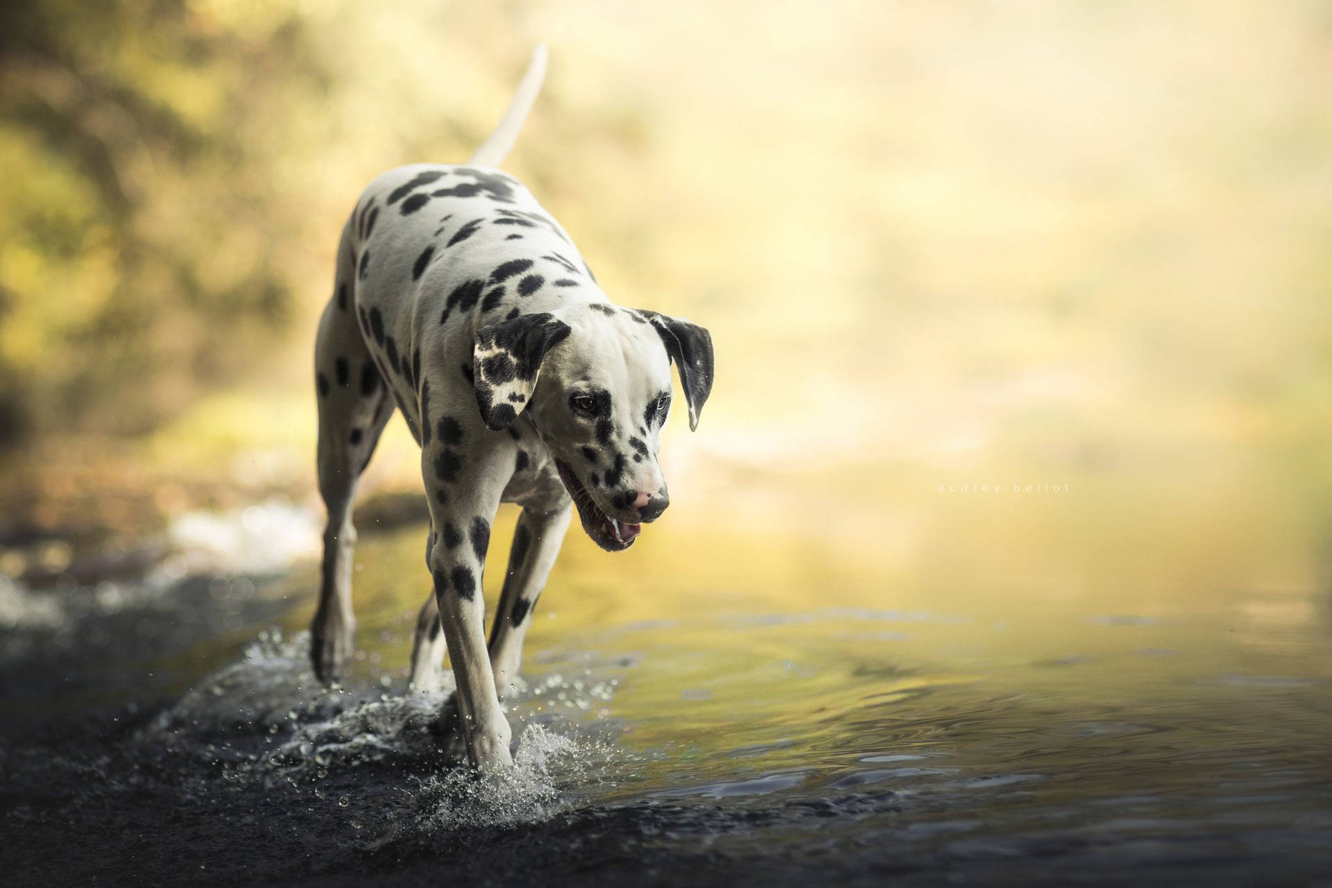 Dalmatian Dog Photo Shot Background