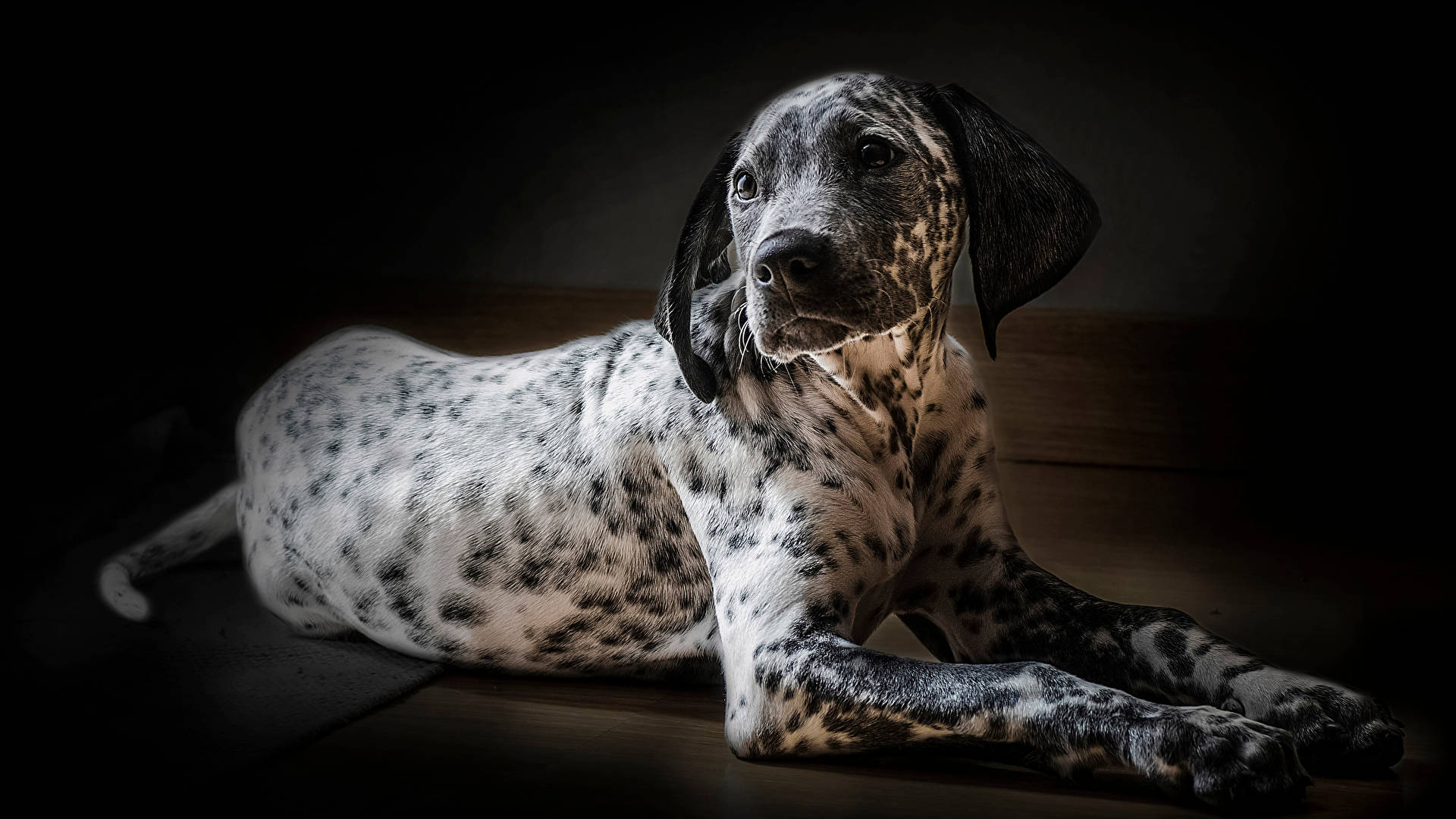 Dalmatian Dog Photography Background