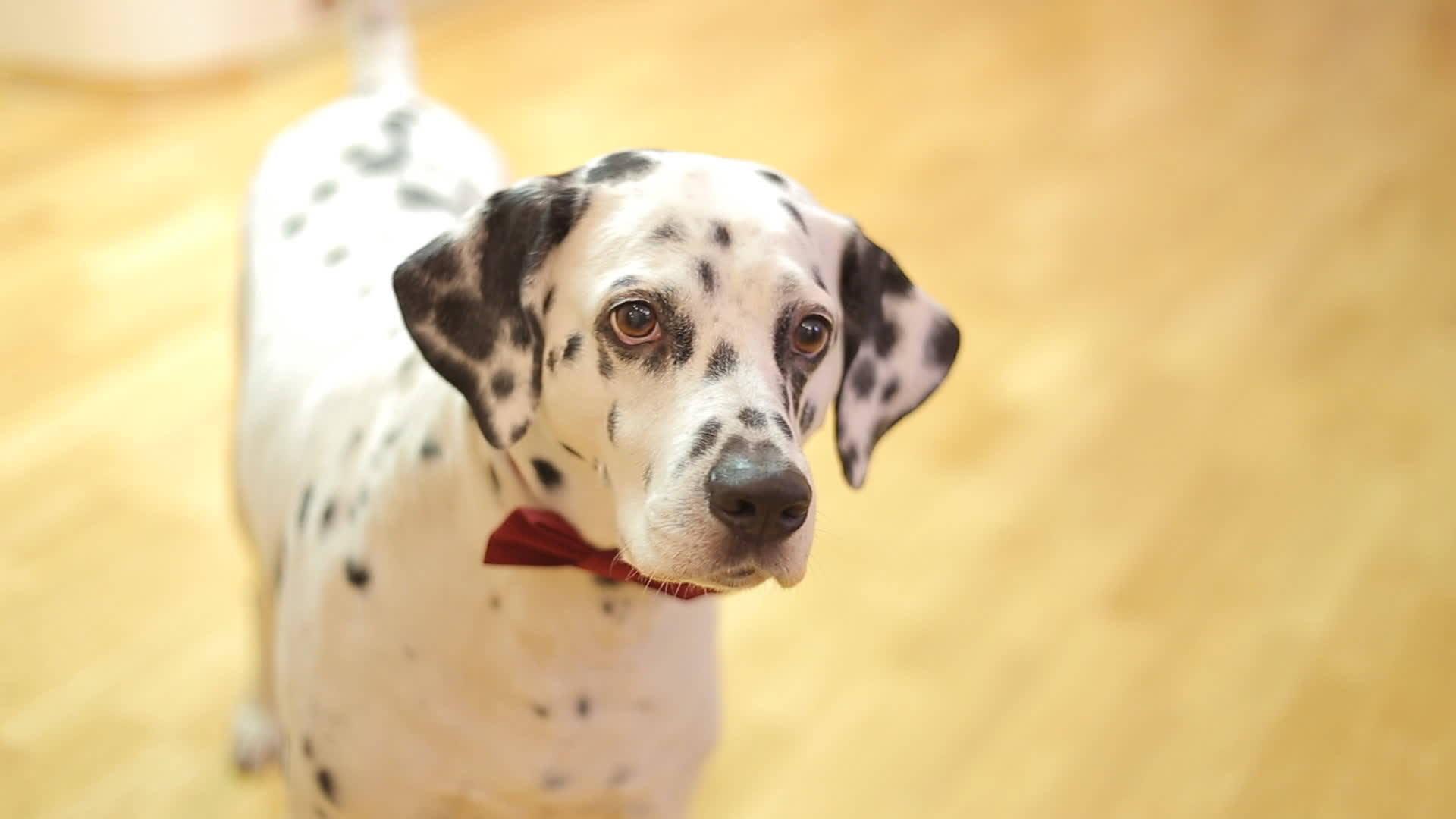Dalmatian Dog With Bow Tie Background