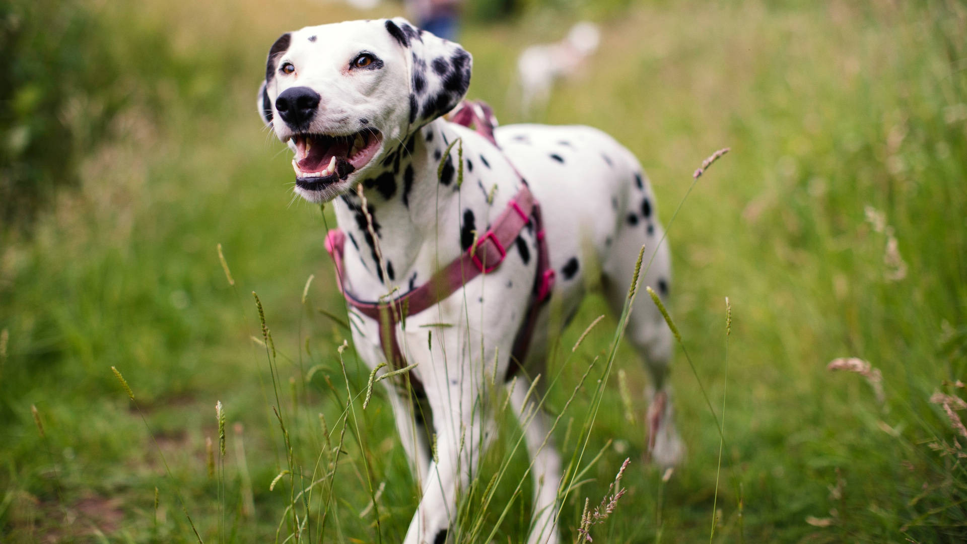 Dalmatian Dog With Pink Collar Background