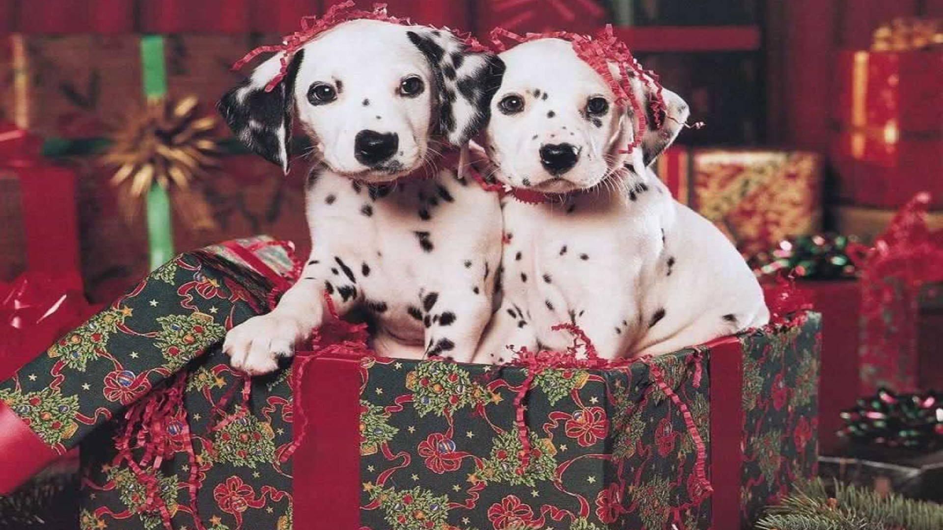 Dalmatian Dogs In Christmas Gift Box Background
