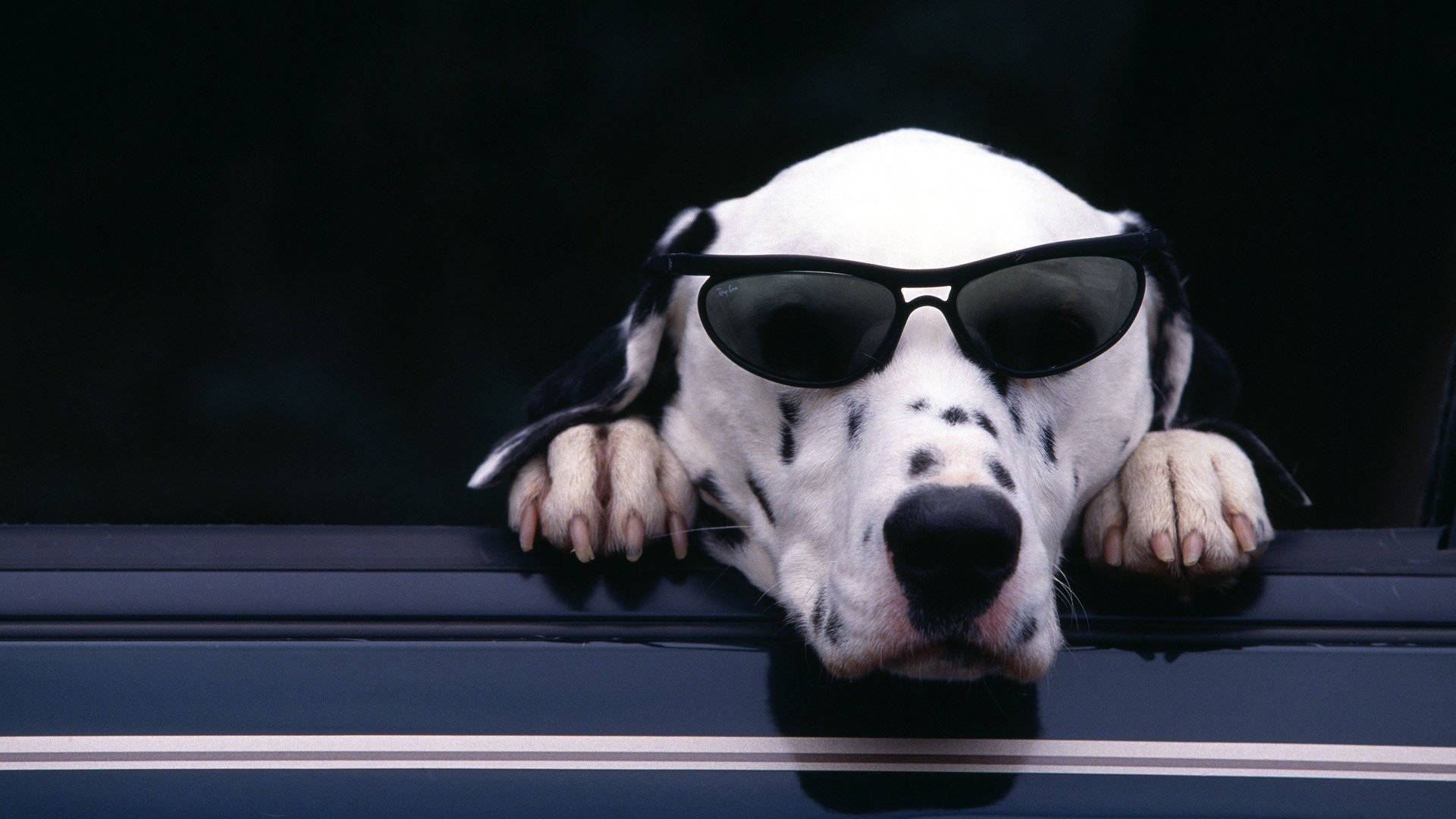 Dalmatian In Sunglasses Background