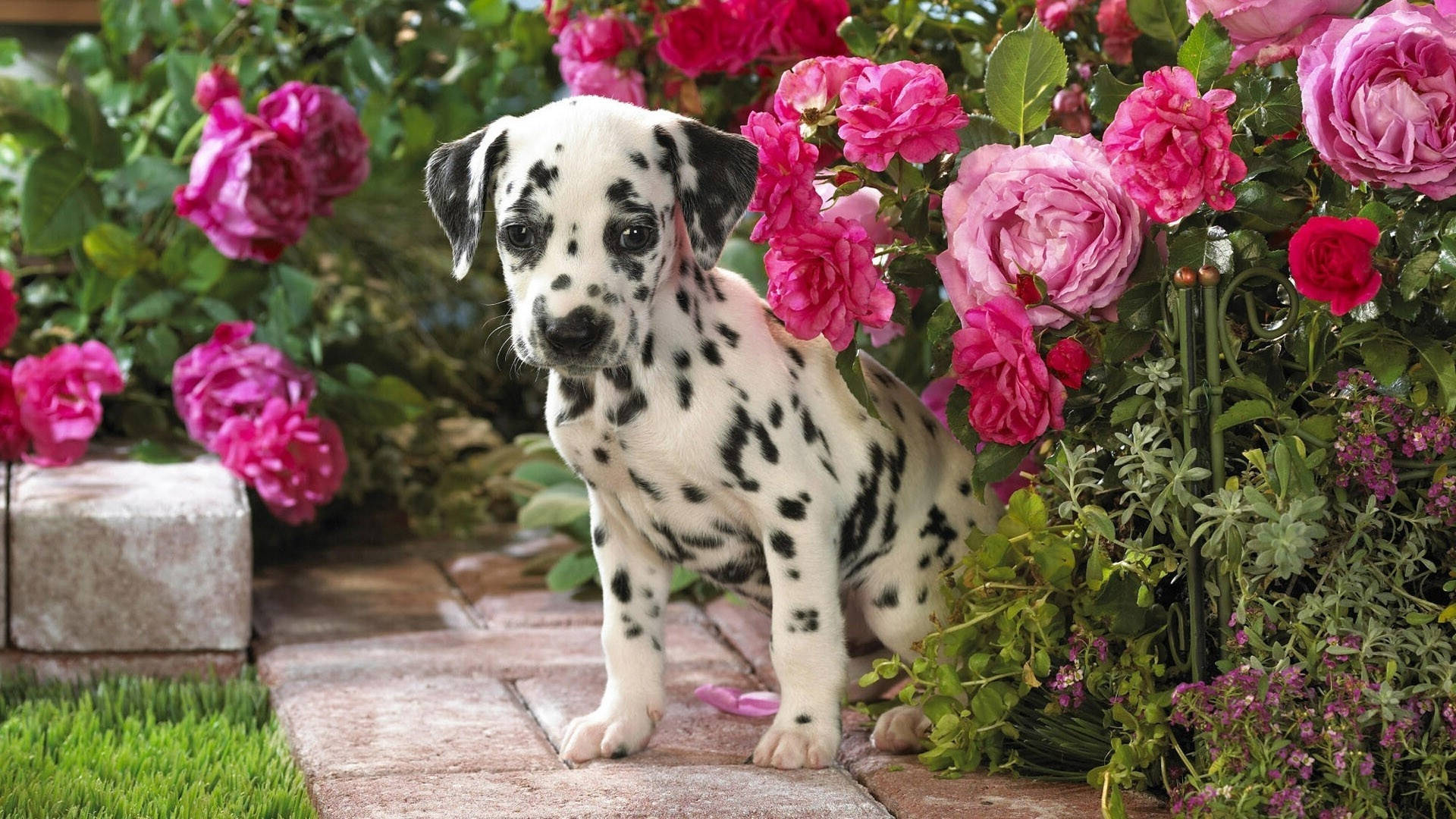 Dalmatian Puppy Among Pink Roses Background