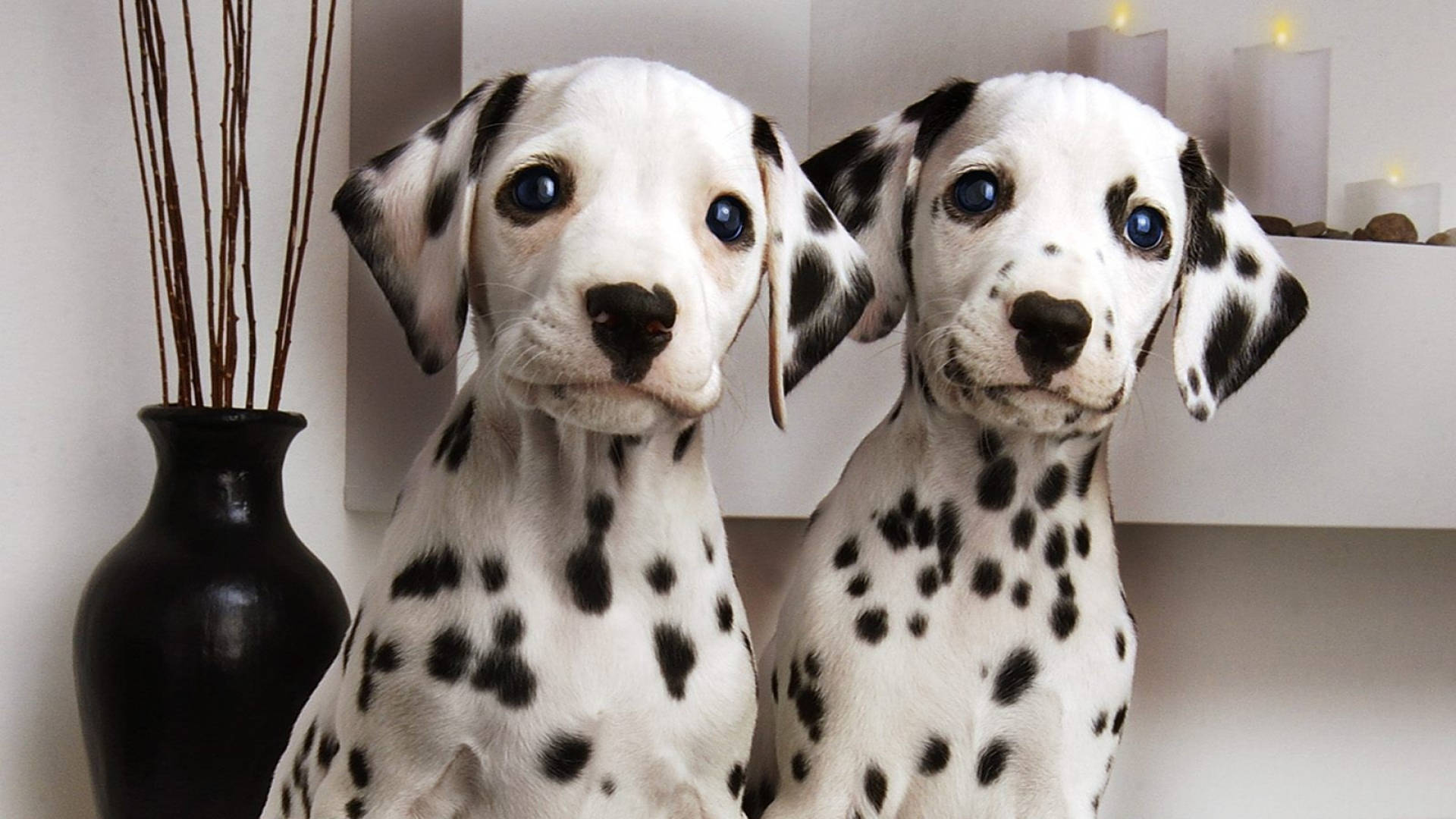 Dalmatian Twin Dogs Background