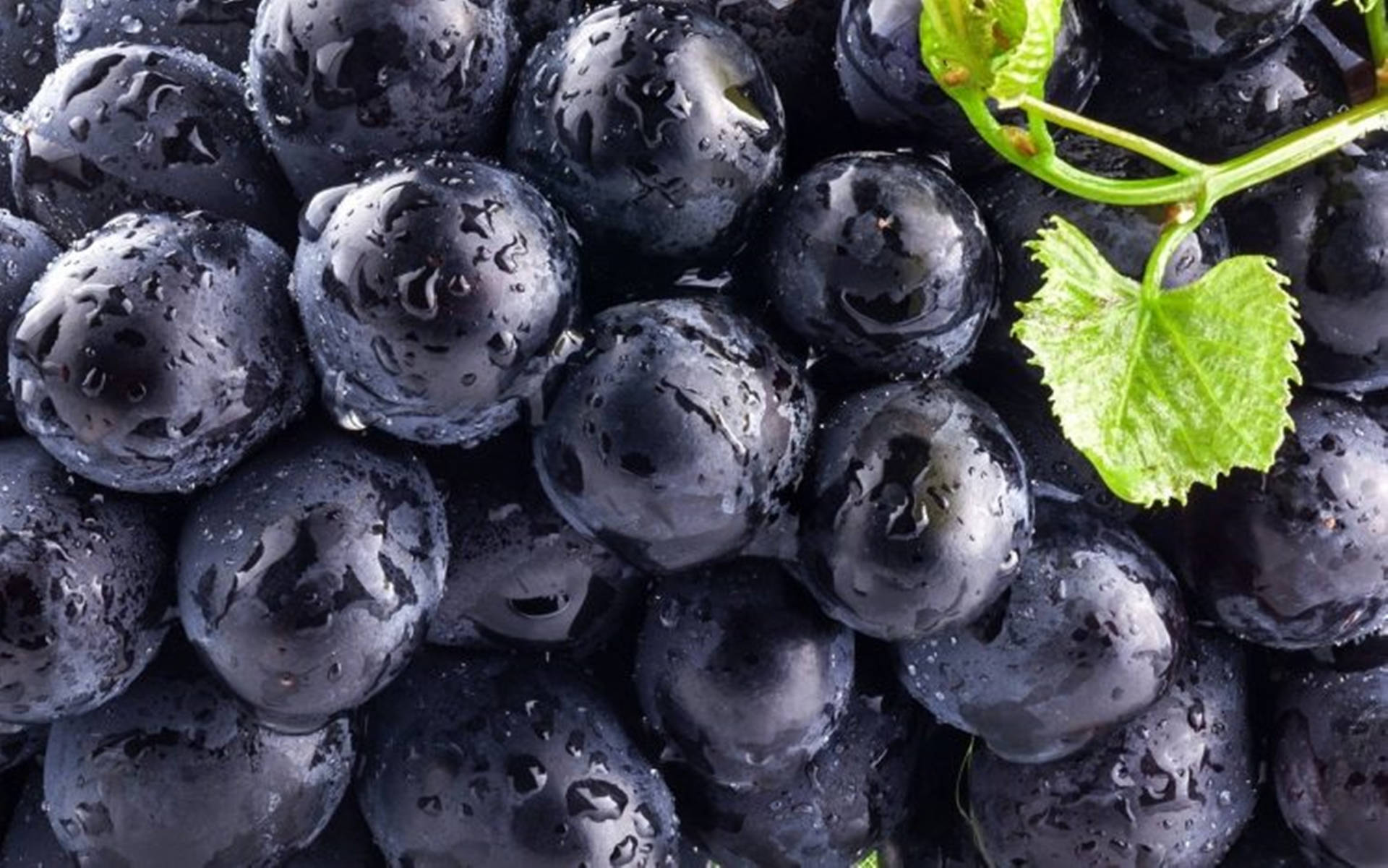 Damp Dark Blueberries Background