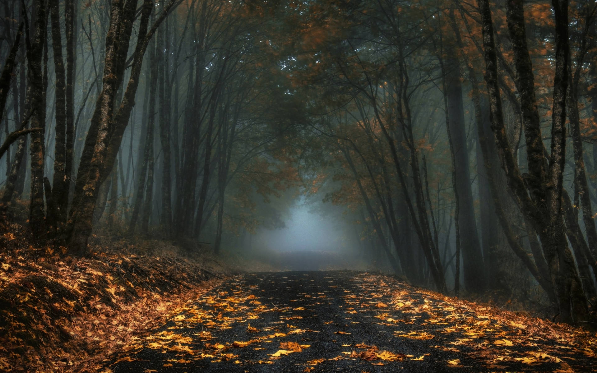 Damp Road In Foggy Forest Background