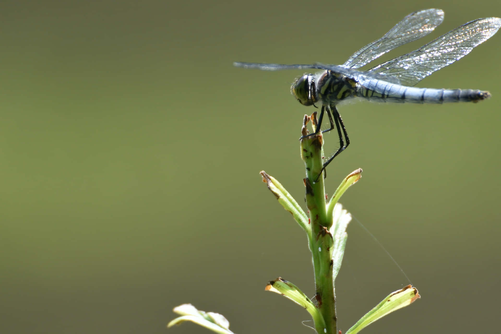 Damselfly With Multifaceted Wings