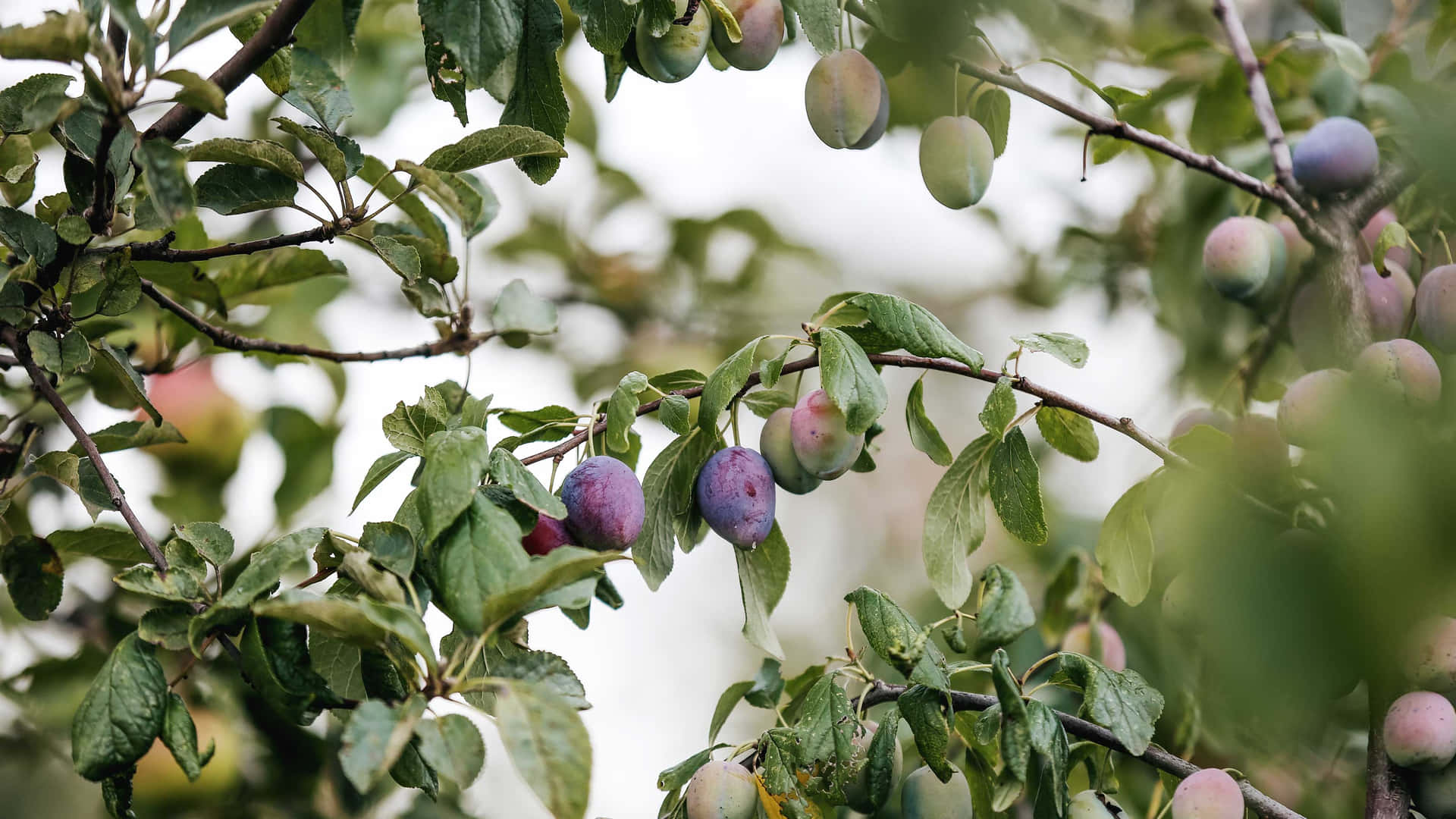 Damson Plums In Various Stages Of Ripening
