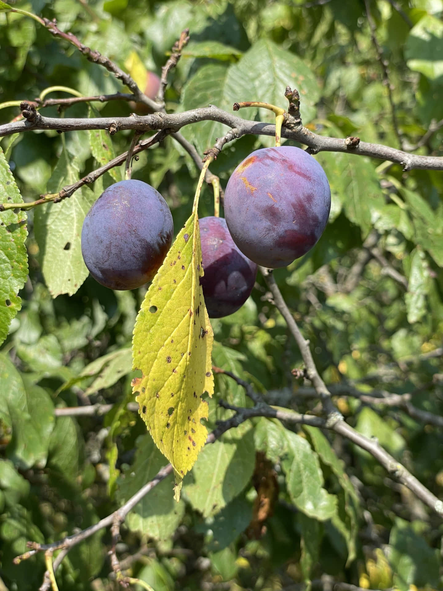 Damson Plums Near Yellow Leaf Background
