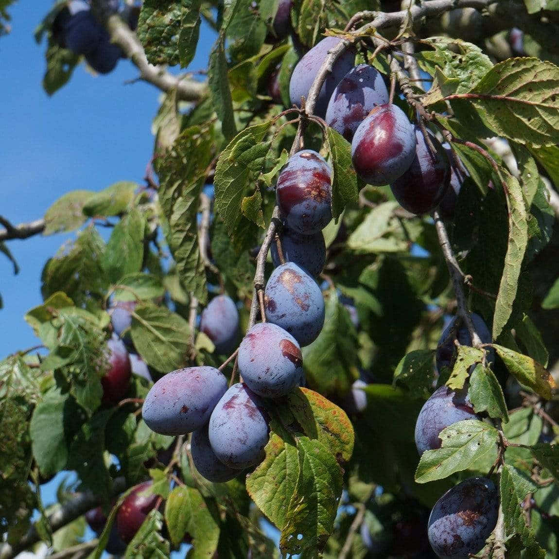 Damson Plums Partially Covered In Bloom