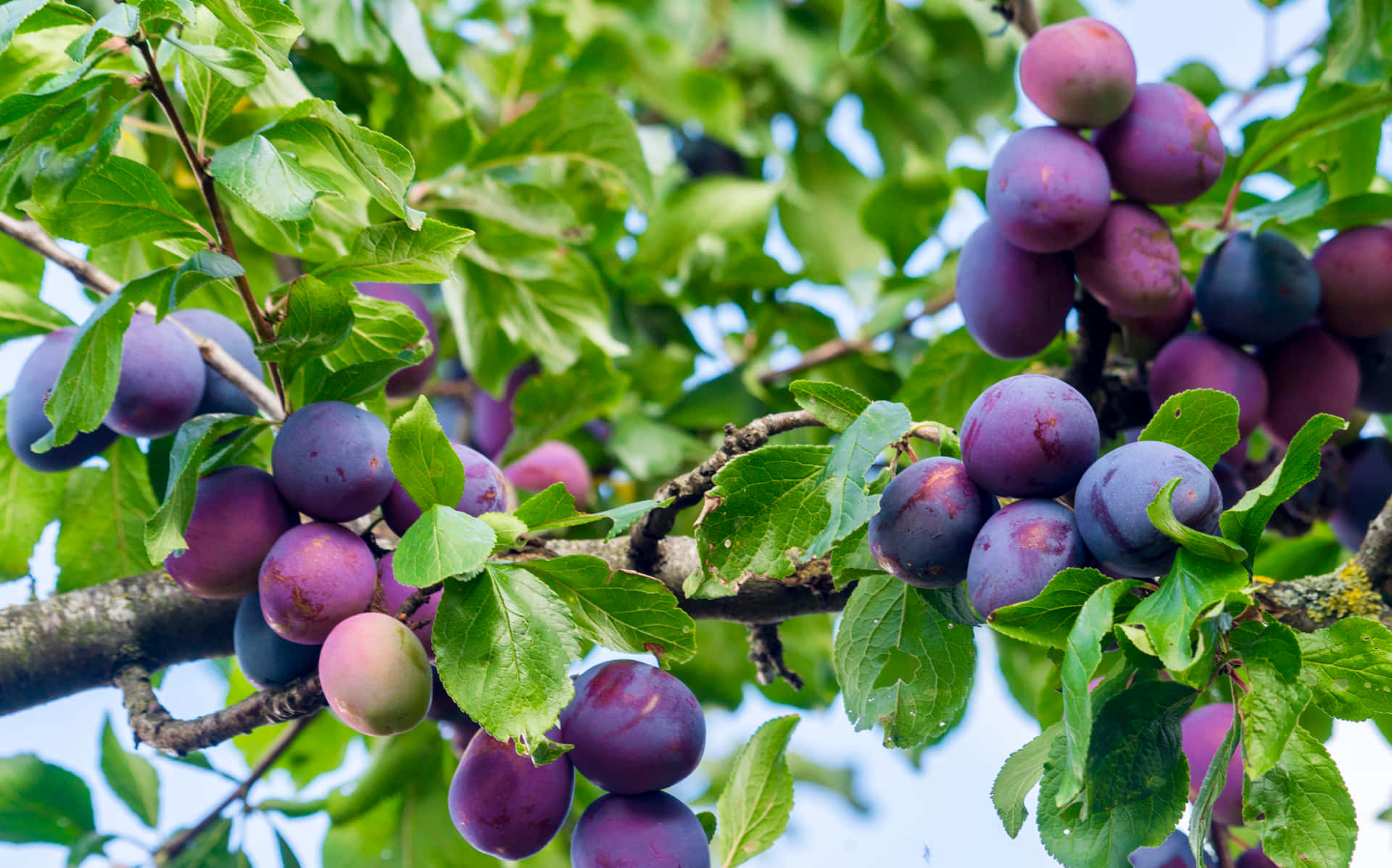 Damson Plums With Various Colors