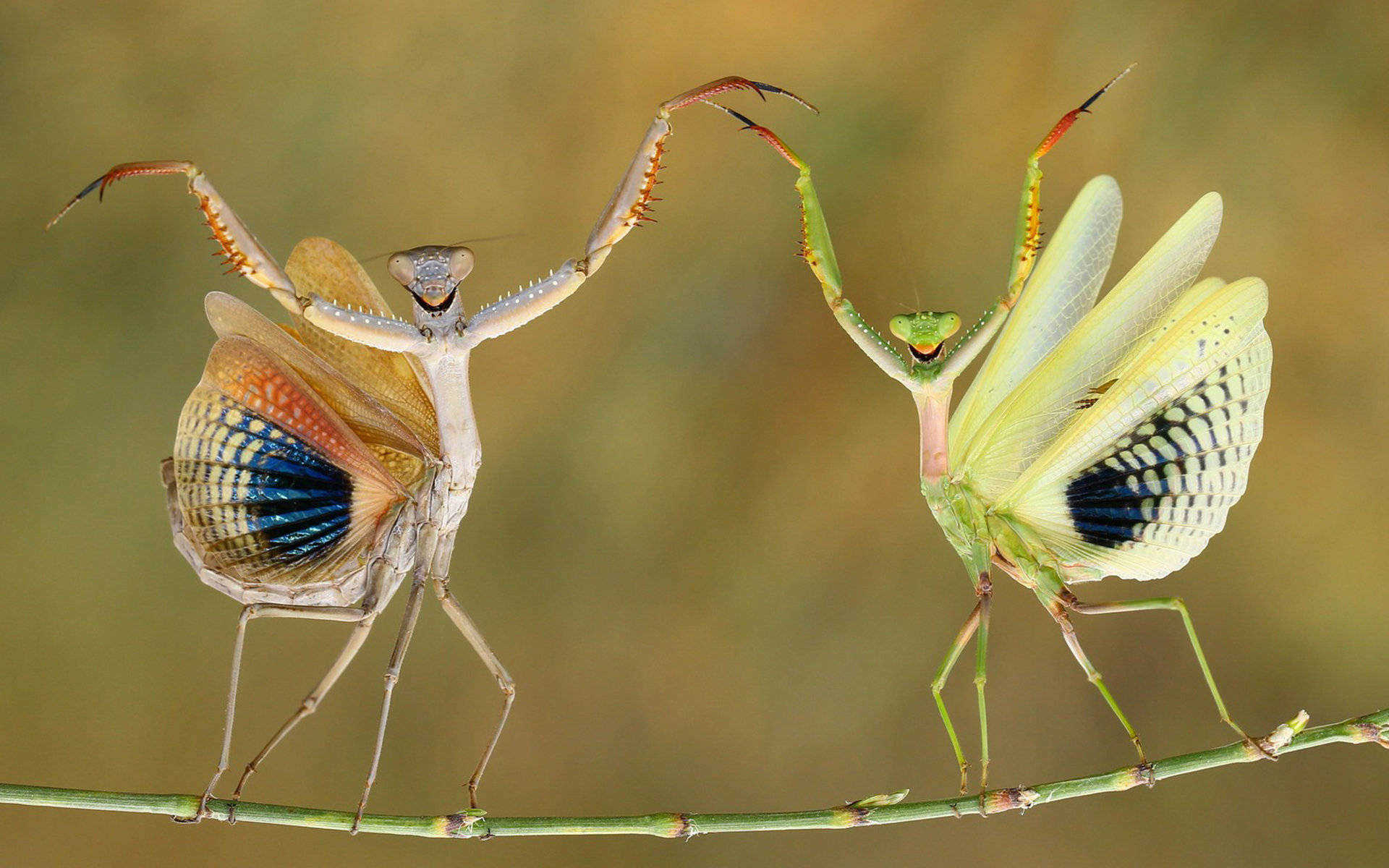 Dancing Praying Mantes Background